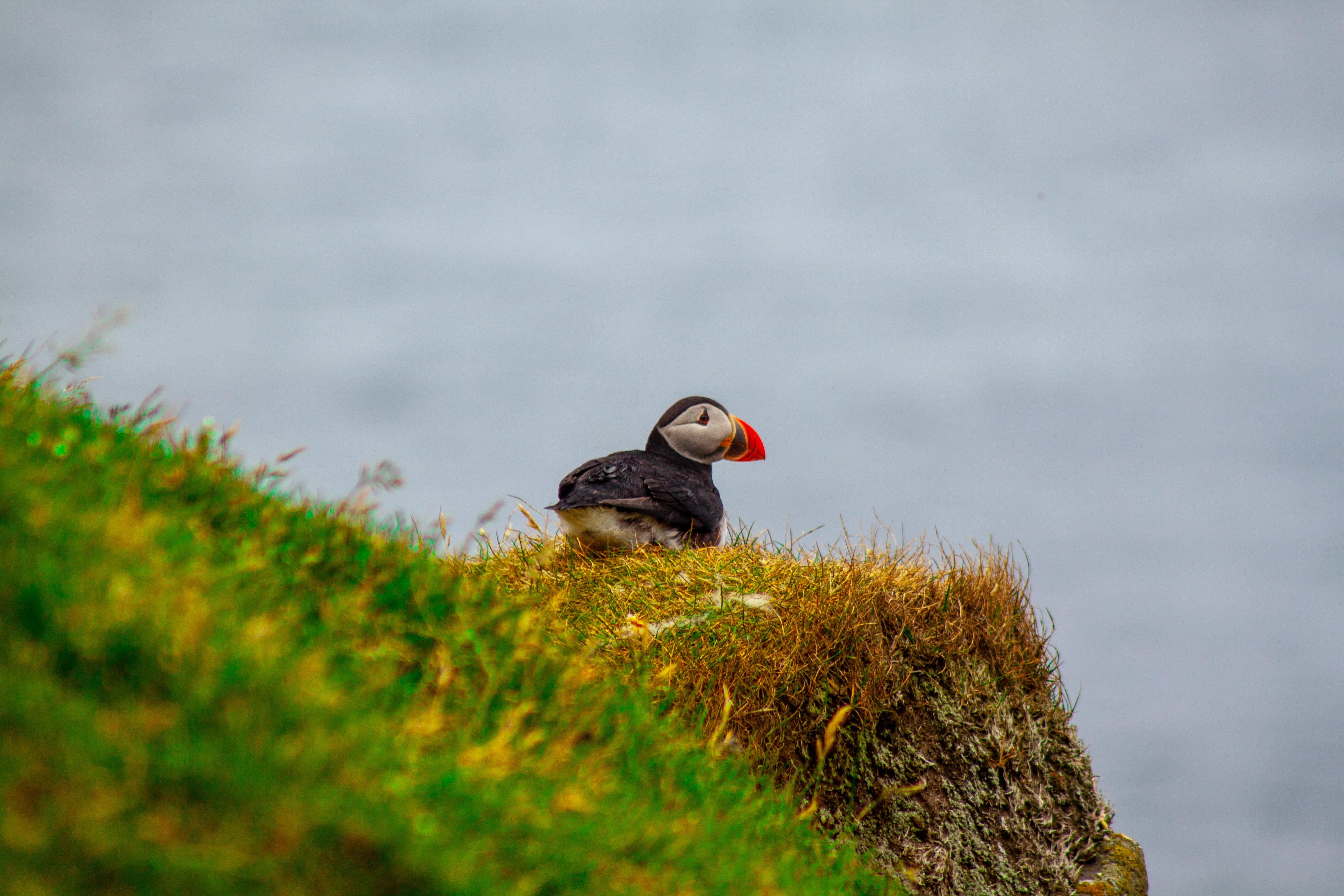 eagle, puffin, animal, plant, green color, animal themes, water, animal wildlife, lake, outdoors, faroe islands, nature, perching, one animal, 4K, beauty in nature, HD Wallpaper