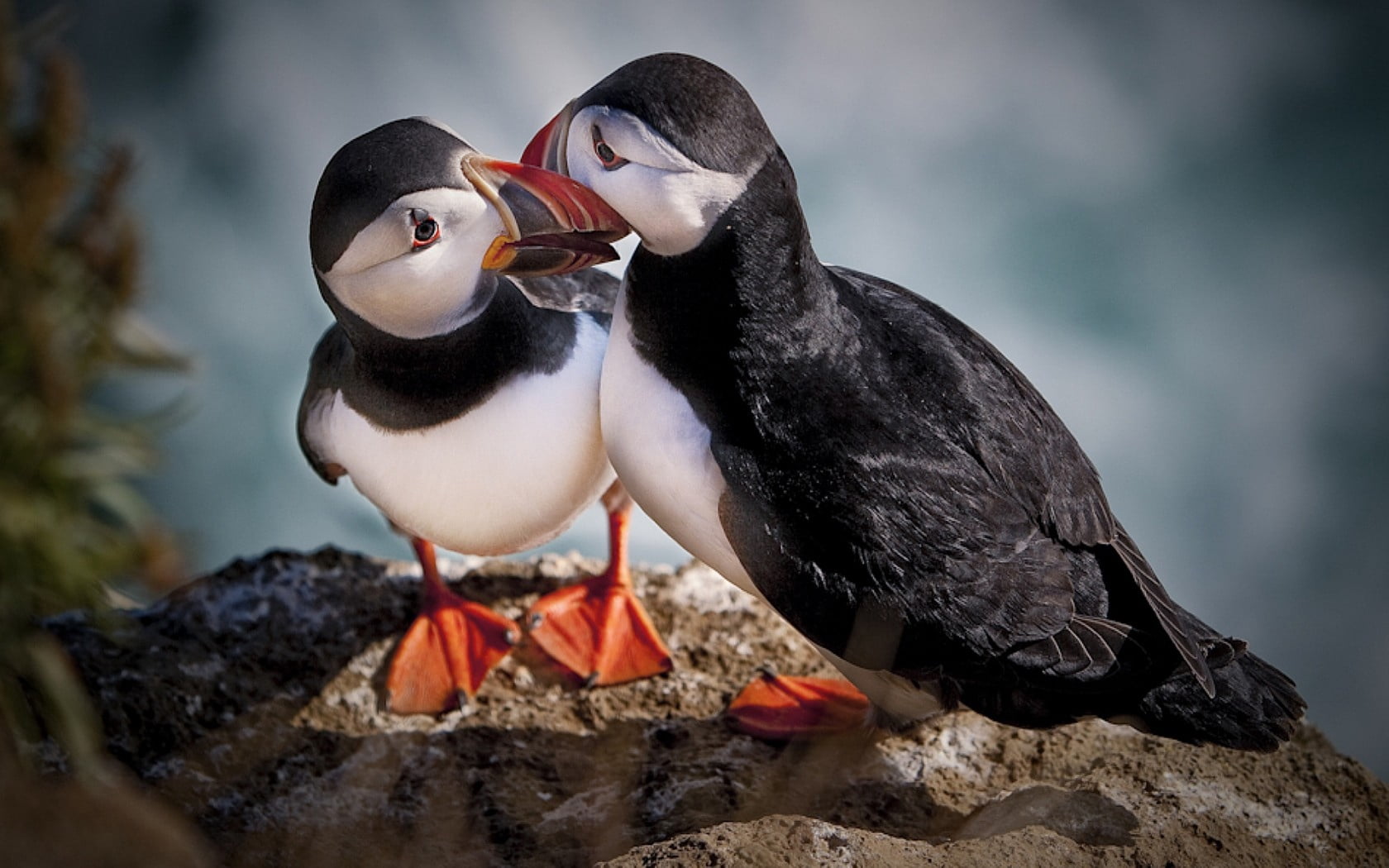 beak, coastline, bird, beauty In Nature, penguin, positive emotion, animal wildlife, beaks, togetherness, close-up, stone, eyes, birds, rock, animals In The Wild, HD Wallpaper