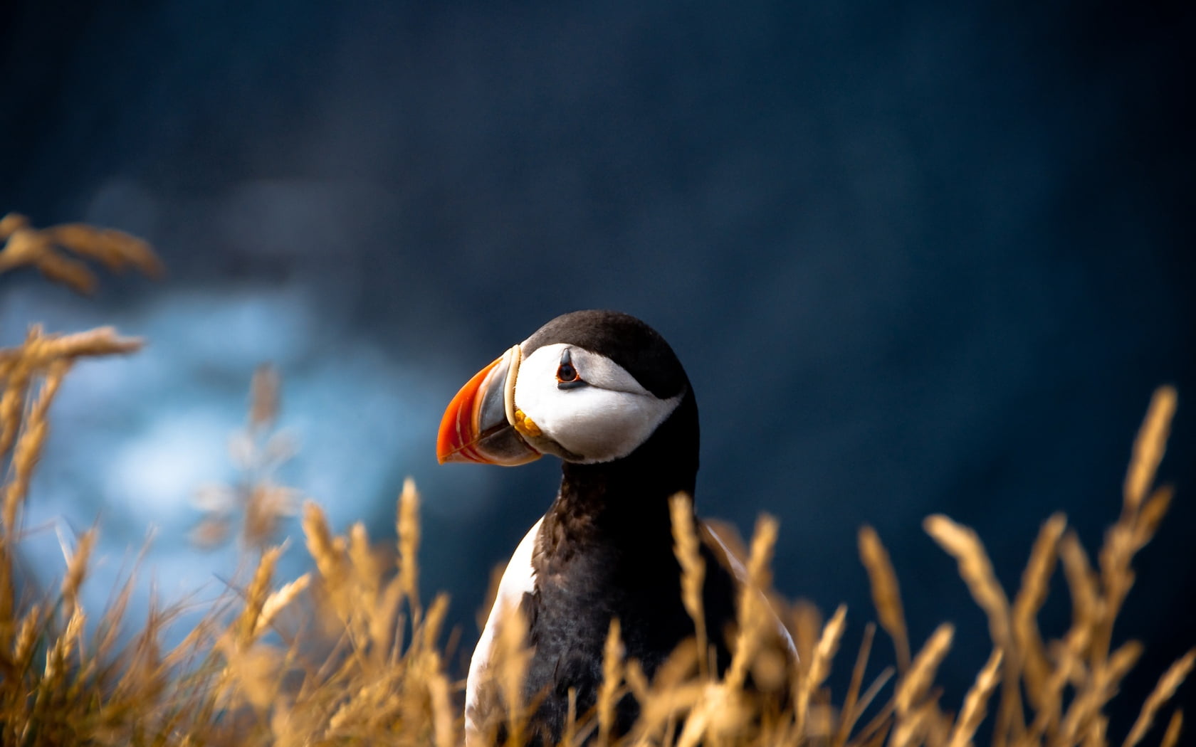 grass, black, animals In The Wild, land, field, feather, no People, beauty In Nature, white, beak, focus on foreground, vertebrate, selective focus, animals And Pets, HD Wallpaper