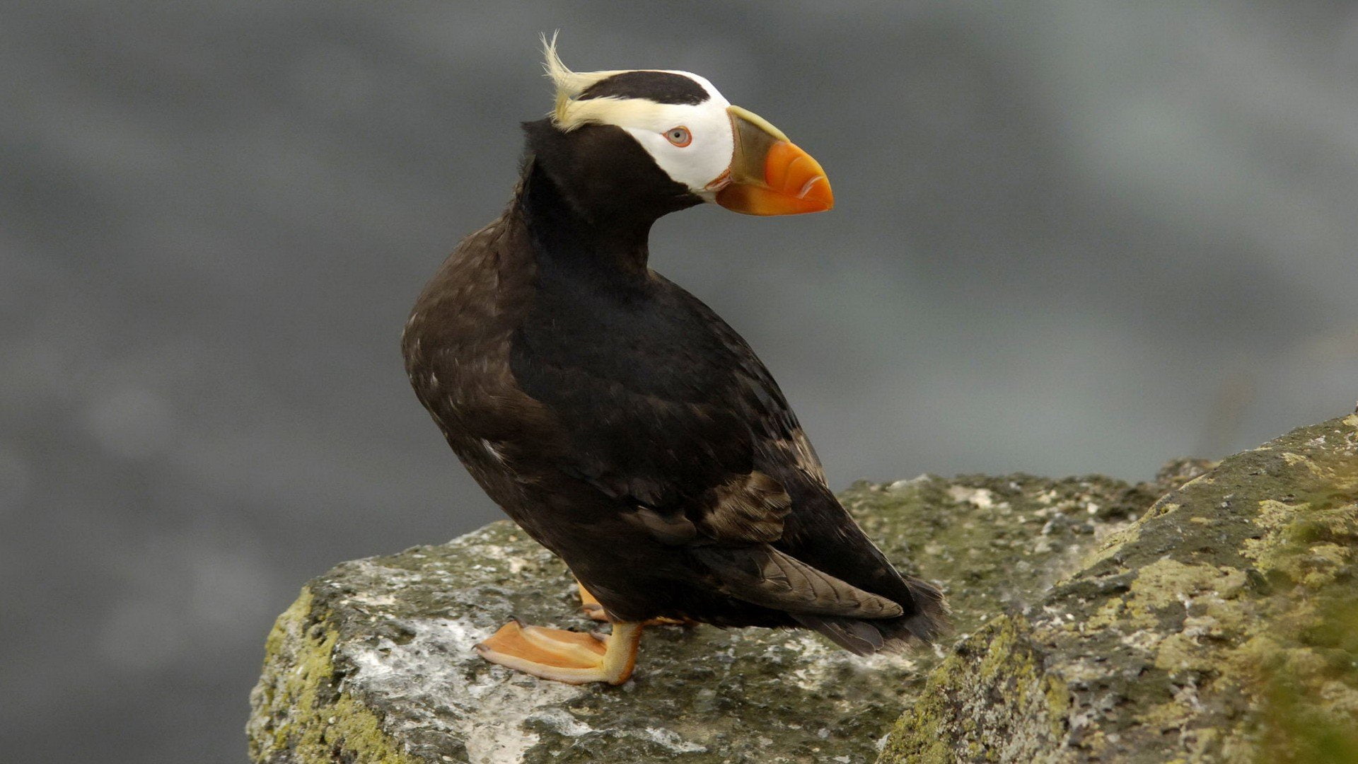 1080P, animals in the wild, Islands, animal wildlife, bird of prey, vertebrate, outdoors, Alaska, birds, rock, perching, rock - object, focus on foreground, HD Wallpaper