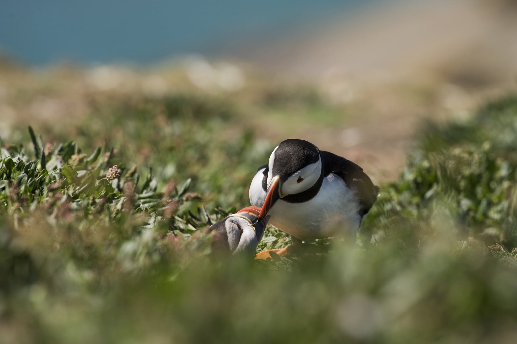 wildlife, beak, beauty In Nature, side view, outdoors, poultry, lake, animal wildlife, no People, faroe Islands, duck, land, grass, black Color, water, HD Wallpaper