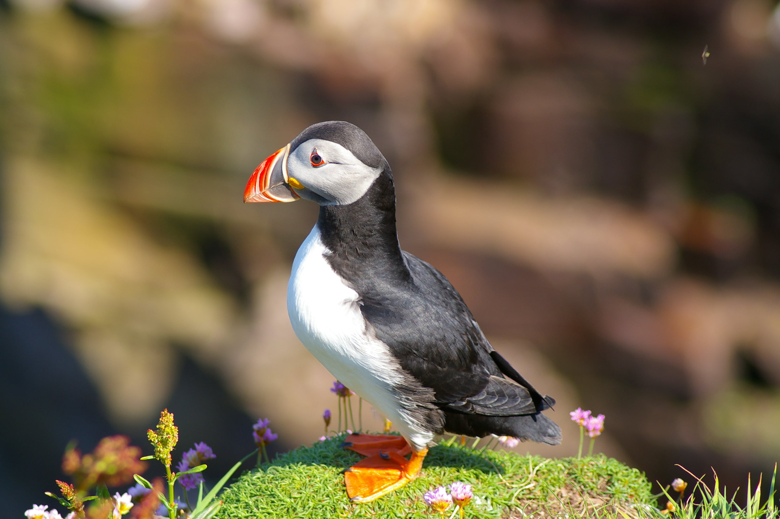 seabirds, sutherland, white bird, animal, wildlife, puffins, green grass, scotland, animals In The Wild, beak, feather, green, grass, black and white, outdoors, HD Wallpaper