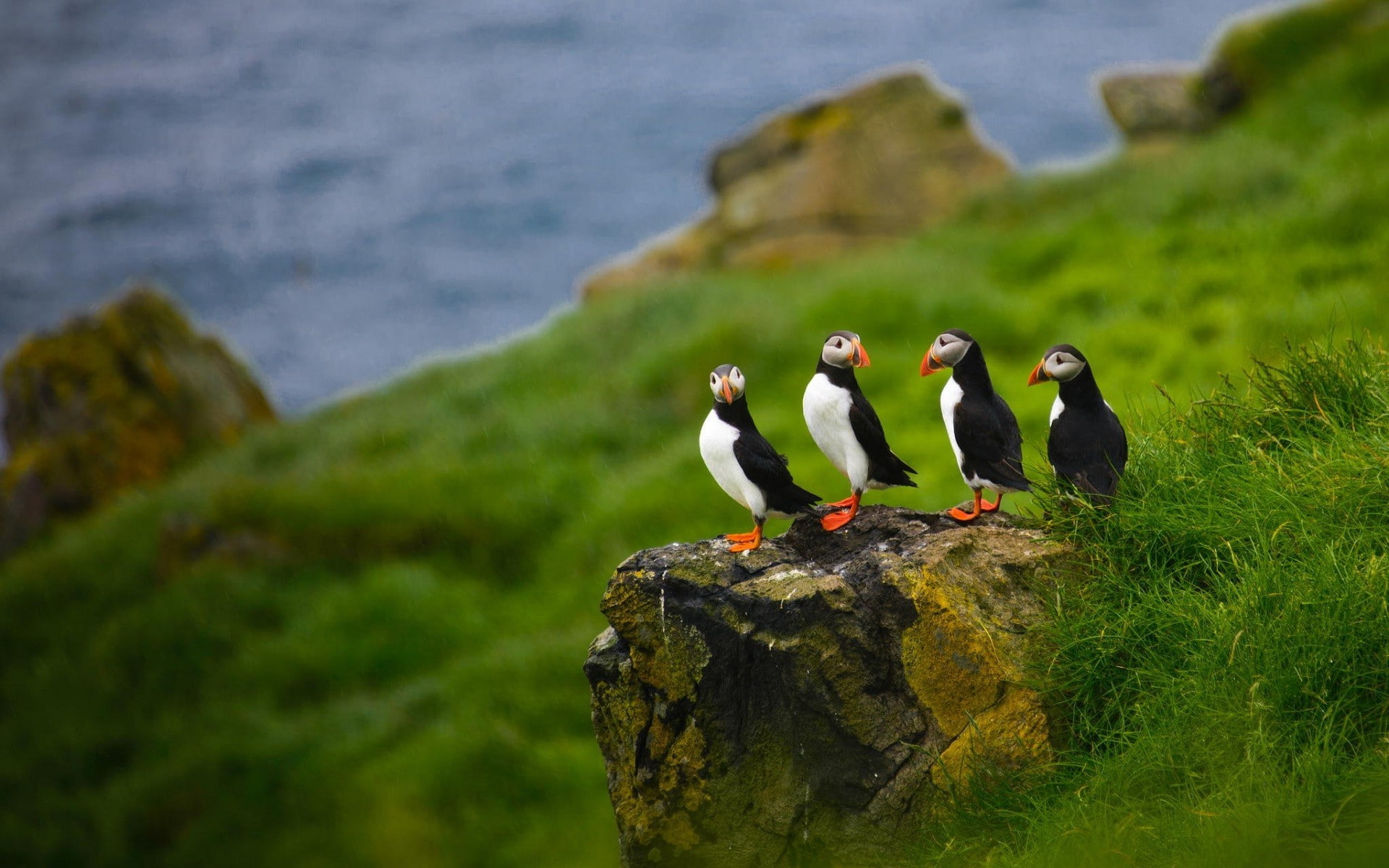 Stone, Faroe Islands, Stones, nature, birds, Puffins, animals, Depth Of Field, 1080P, HD Wallpaper
