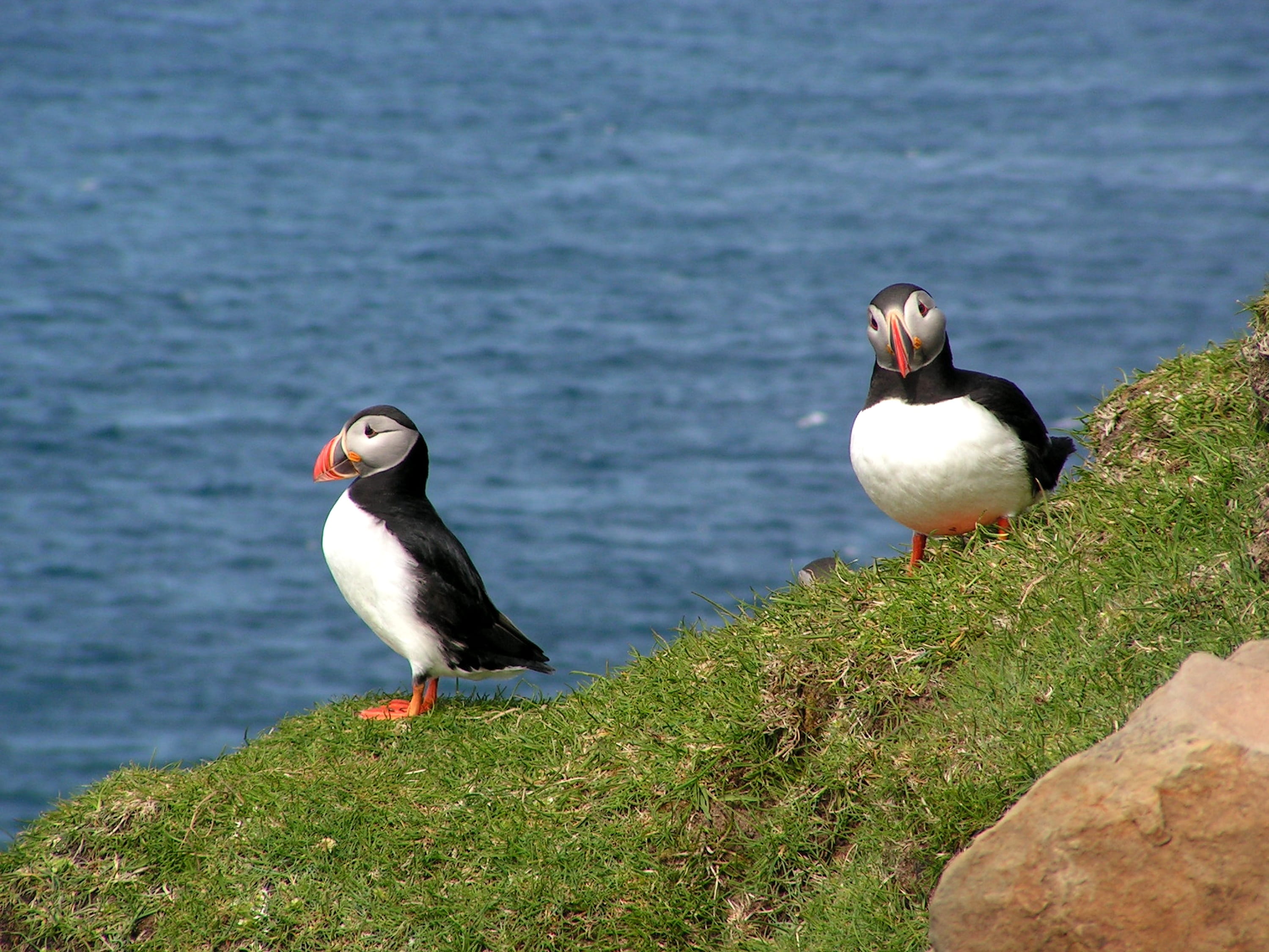 seagull, animal wildlife, two animals, nature, water, no people, bird, solid, group of animals, sea birds, atlantic, faroe islands, mykines, sea, perching, HD Wallpaper