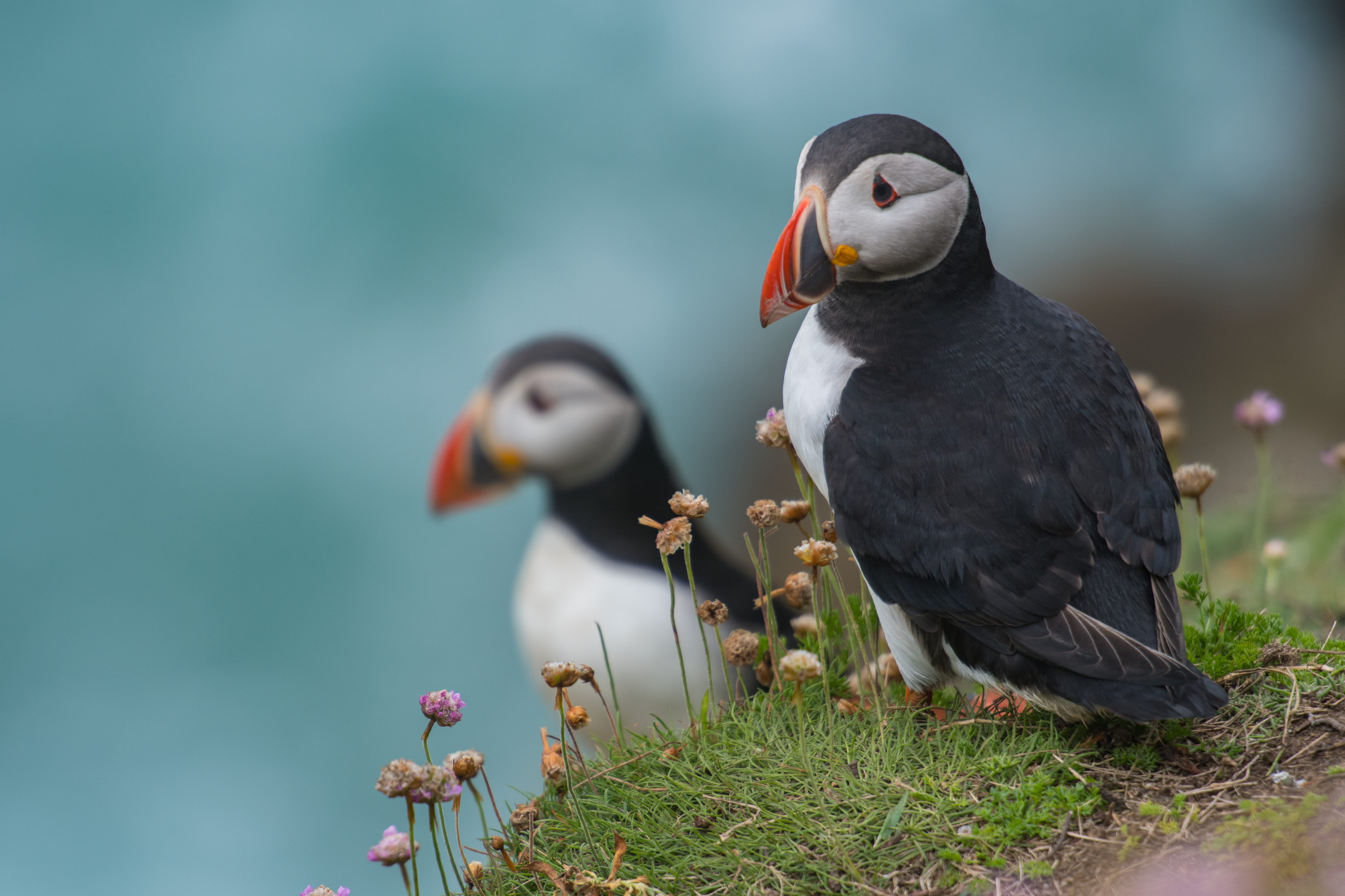 sea, outdoors, green, cliff, beak, colour, flower, puffin, iceland, salttee, blur, white, close-up, sea Bird, plants, looking, color, black Color, wildlife, HD Wallpaper