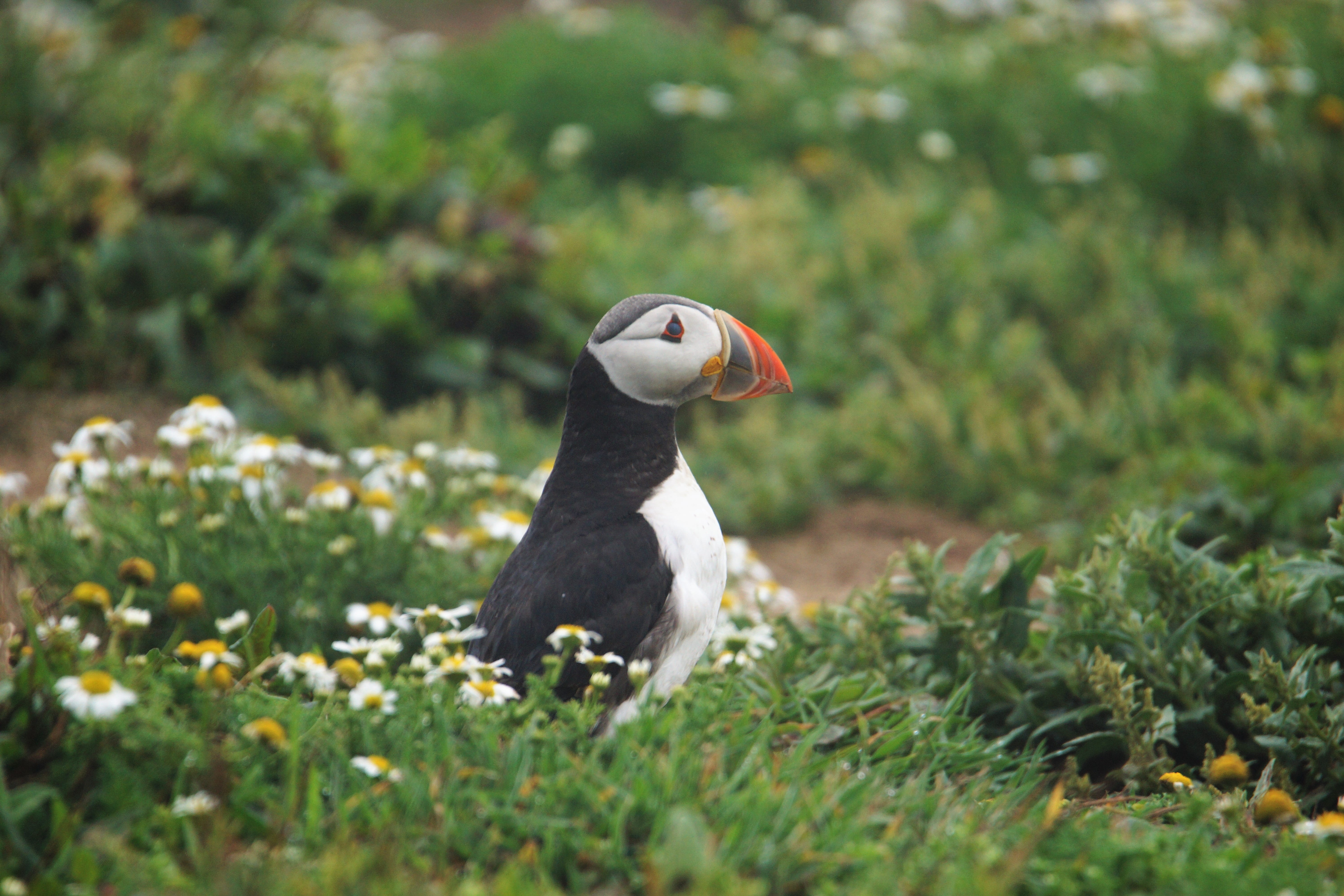 skomer island, 5K, animal themes, puffin, selective focus, animal world, nature, grass, environment, animal body part, land, bird watching, wales, plant, HD Wallpaper