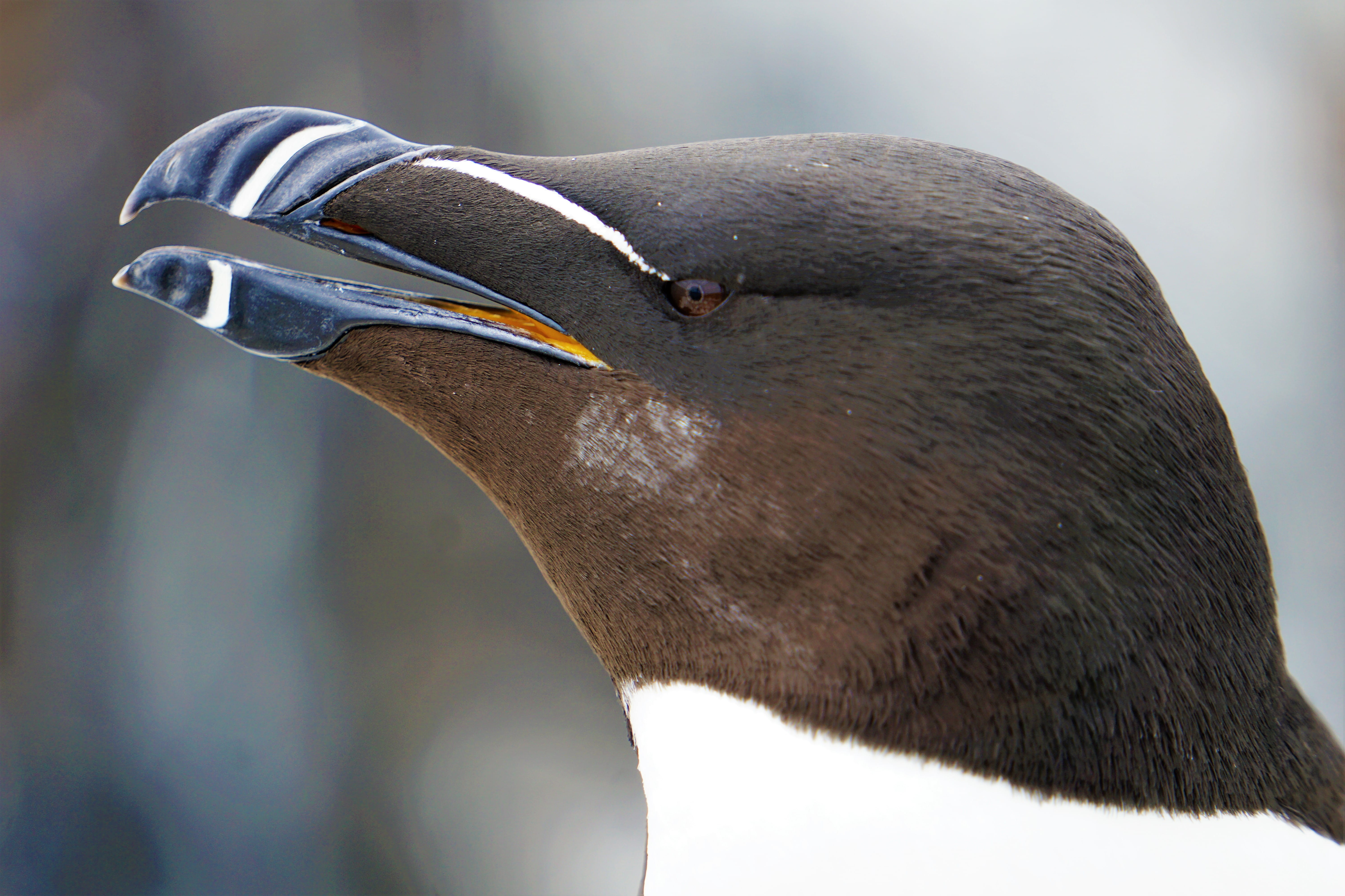 cormorant, animal, animal wildlife, booby, close-up, penguin, flying, albatross, profile view, puffin, animals in the wild, farne islands, nortumberland, HD Wallpaper