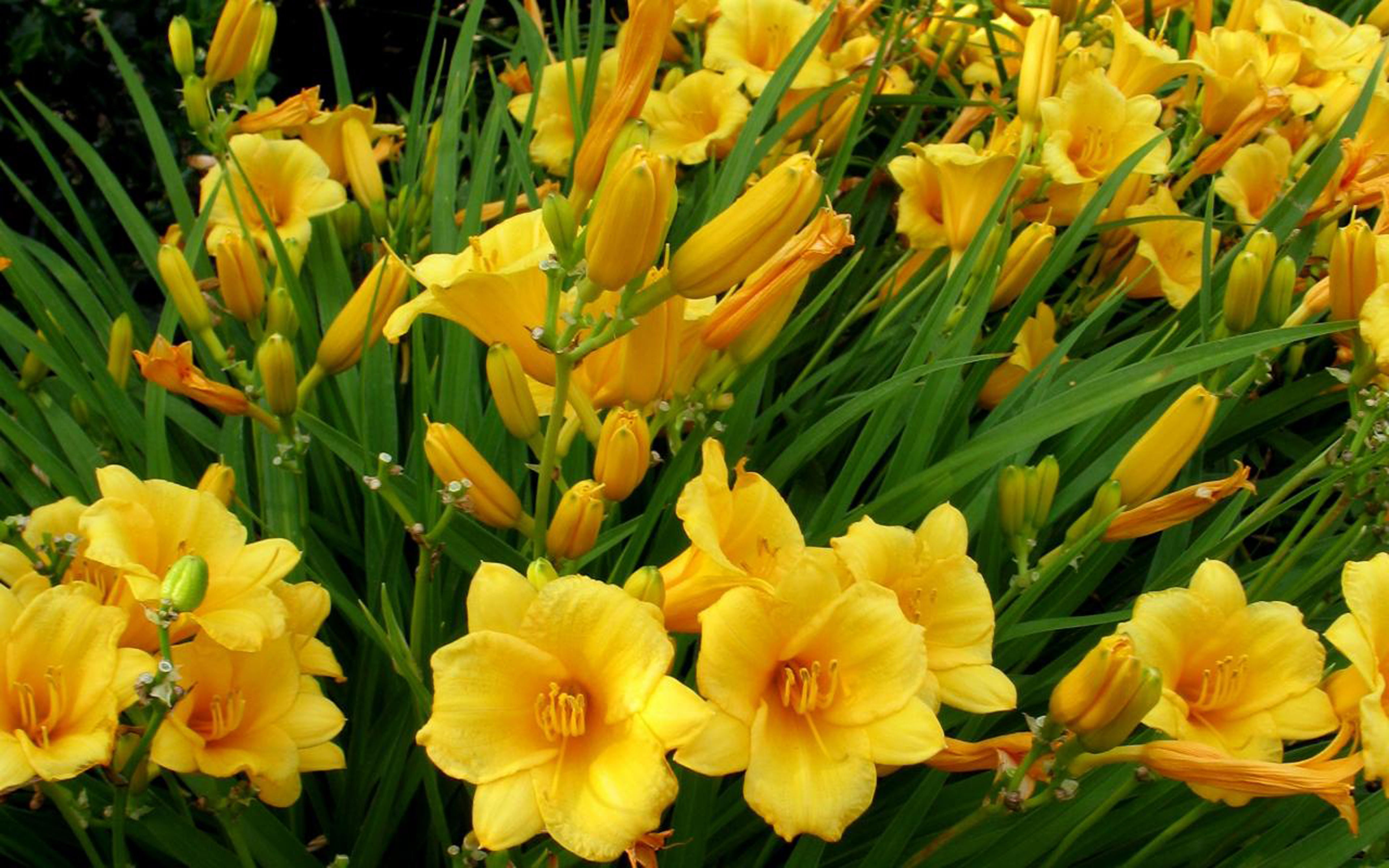 day, freshness, one, no people, hemerocallis, violet, daffodil, 4K, range, garden, dixie, close-up, flower, flowering plant, lasting, nature, beauty in nature, HD Wallpaper