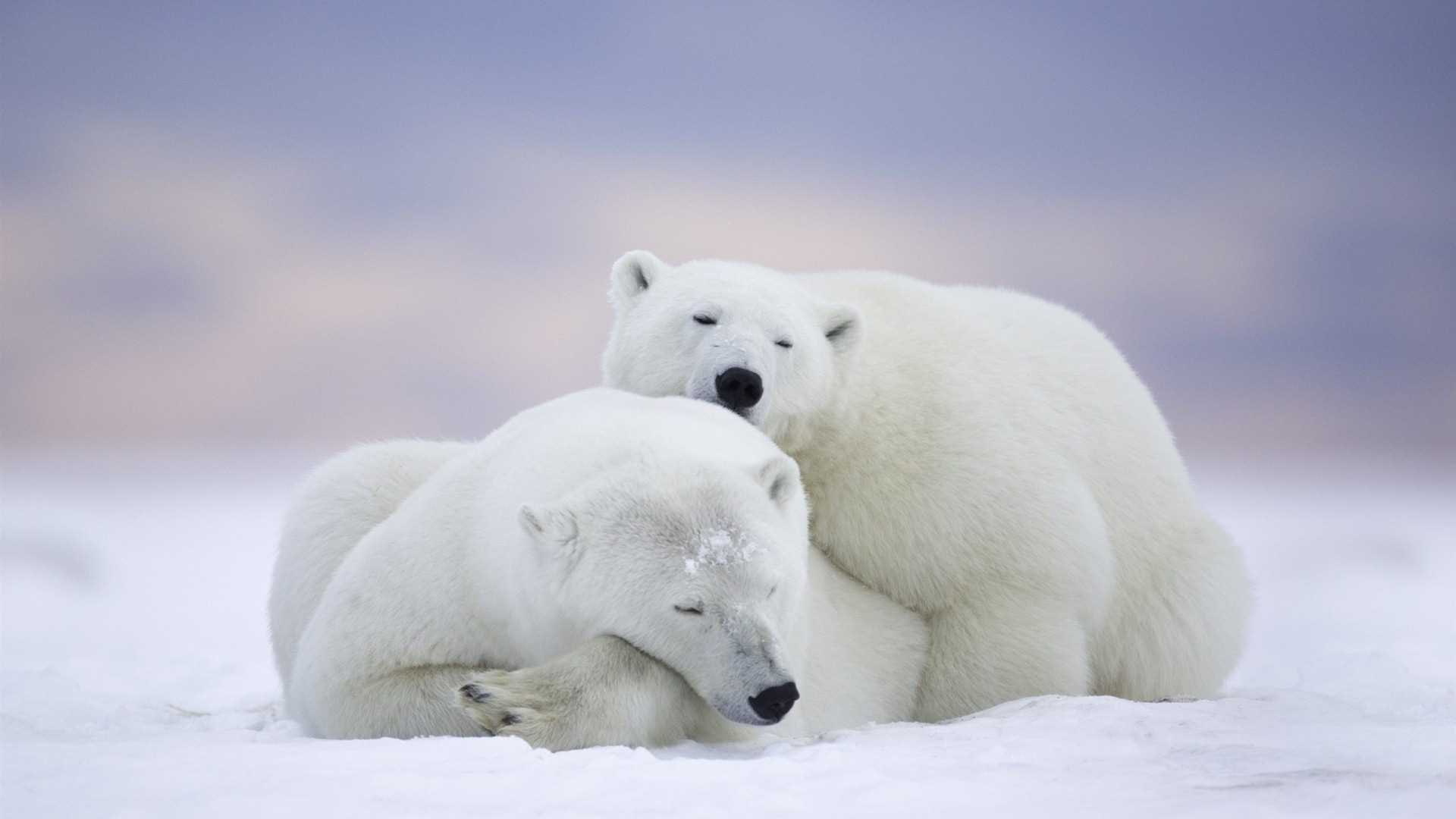 ice, polar, can, mating, find, seen, place, takes, 1080P, hd, women, may, bear, together, week, april, men, HD Wallpaper
