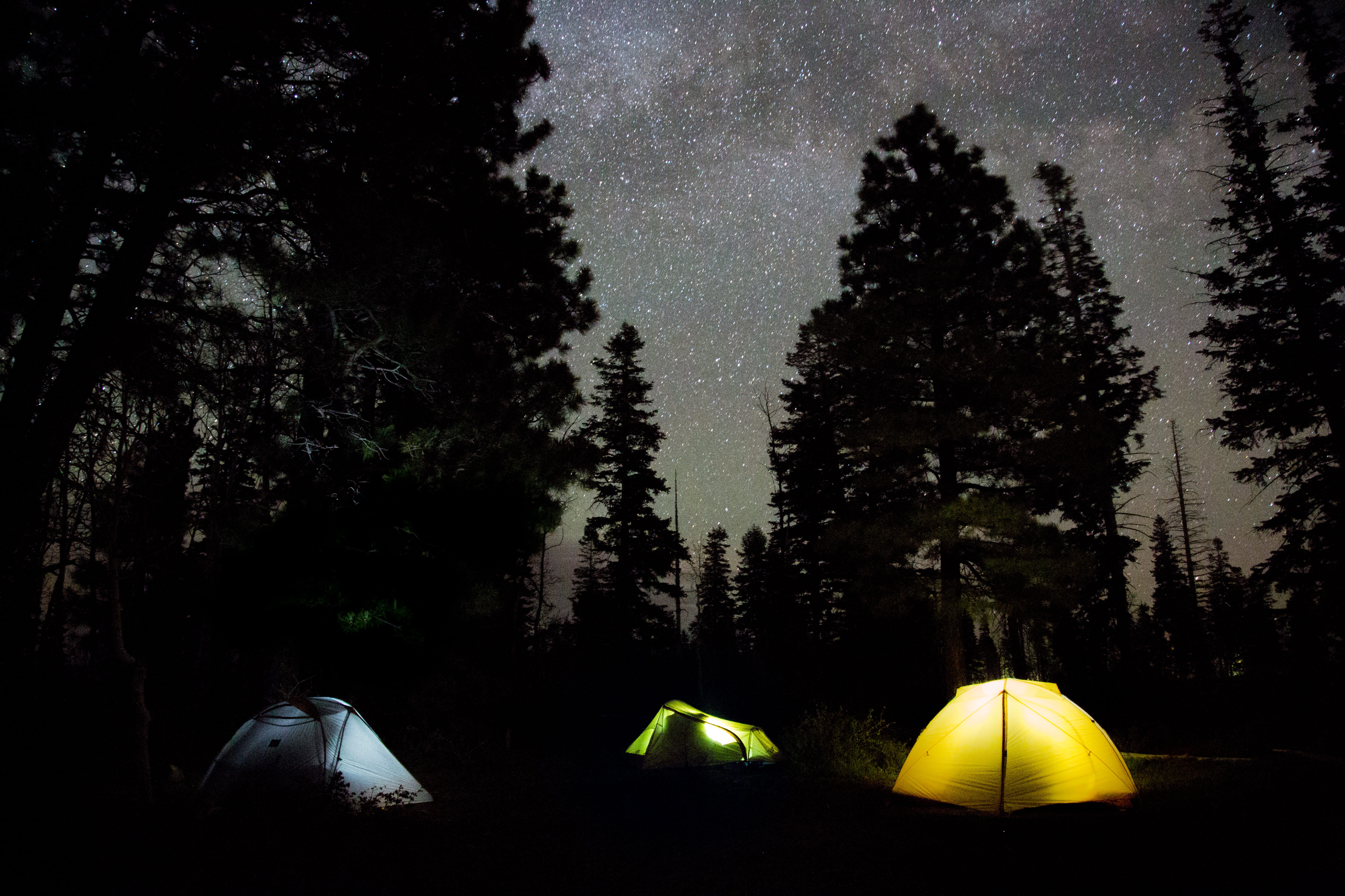 starry, surrounded, star - space, woodland, sky, nighttime, land, forest, nature, field, yellow, outdoors, tree, 5K, tent, tranquil scene, assorted, night, HD Wallpaper