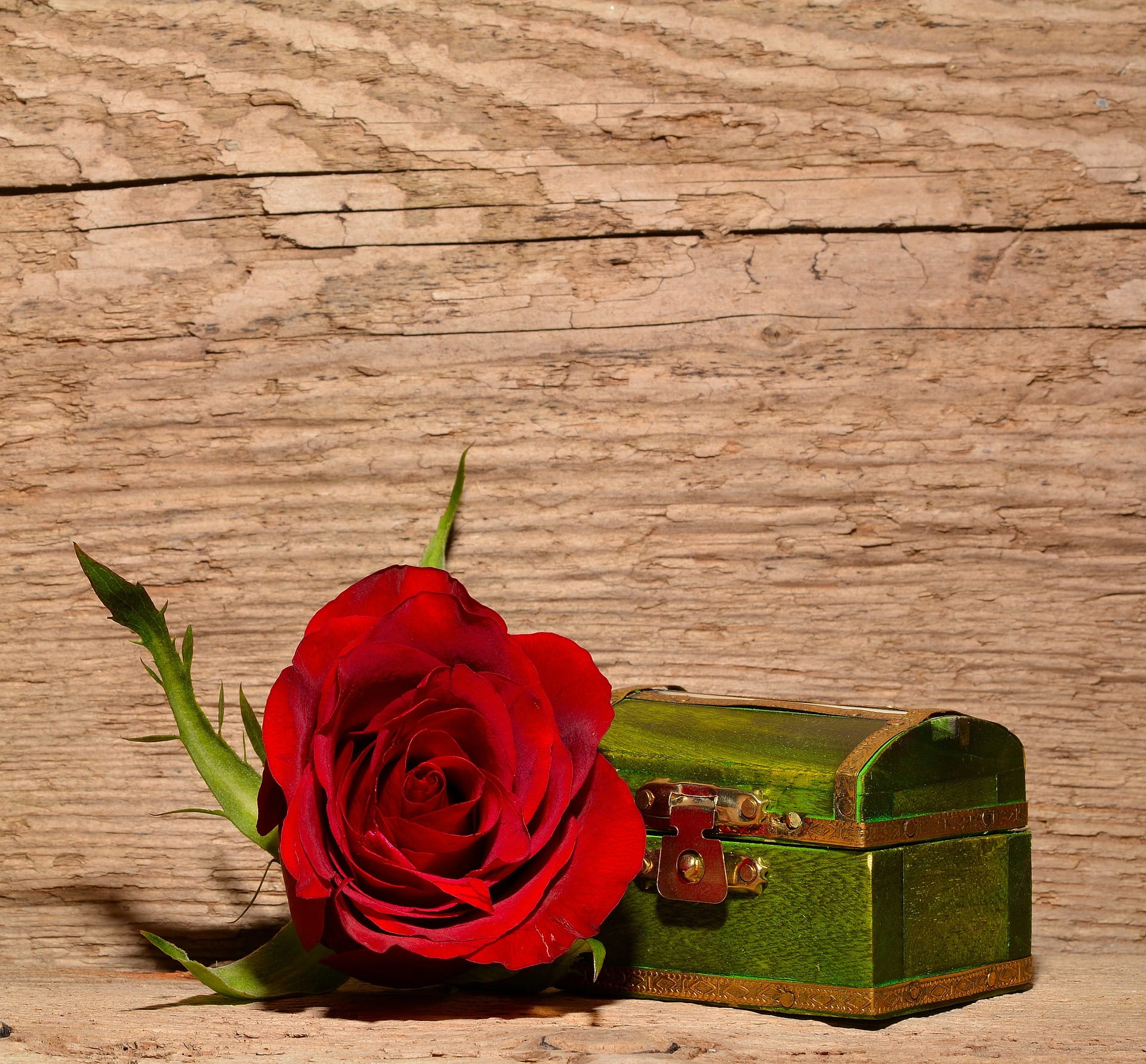 fragrance, 1080P, beauty in nature, rose, red, fresh, freshness, rose - flower, close-up, inflorescence, petal, vulnerability, caption, indoors, plant, HD Wallpaper