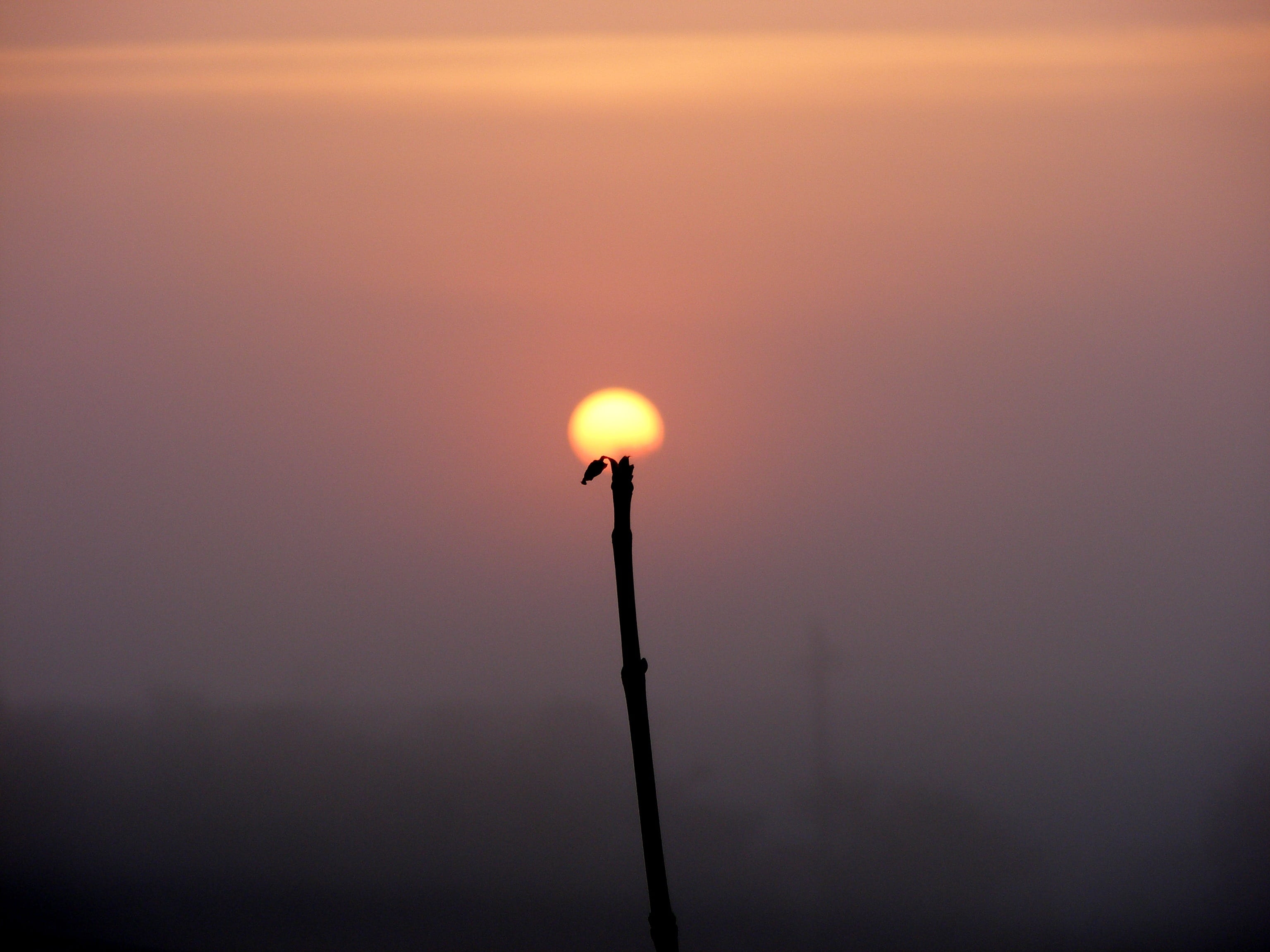 orange color, sun, street, copy space, 2K, street light, outdoors, light - natural phenomenon, close-up, sky, silhouette, caption, illuminated, sunset, HD Wallpaper