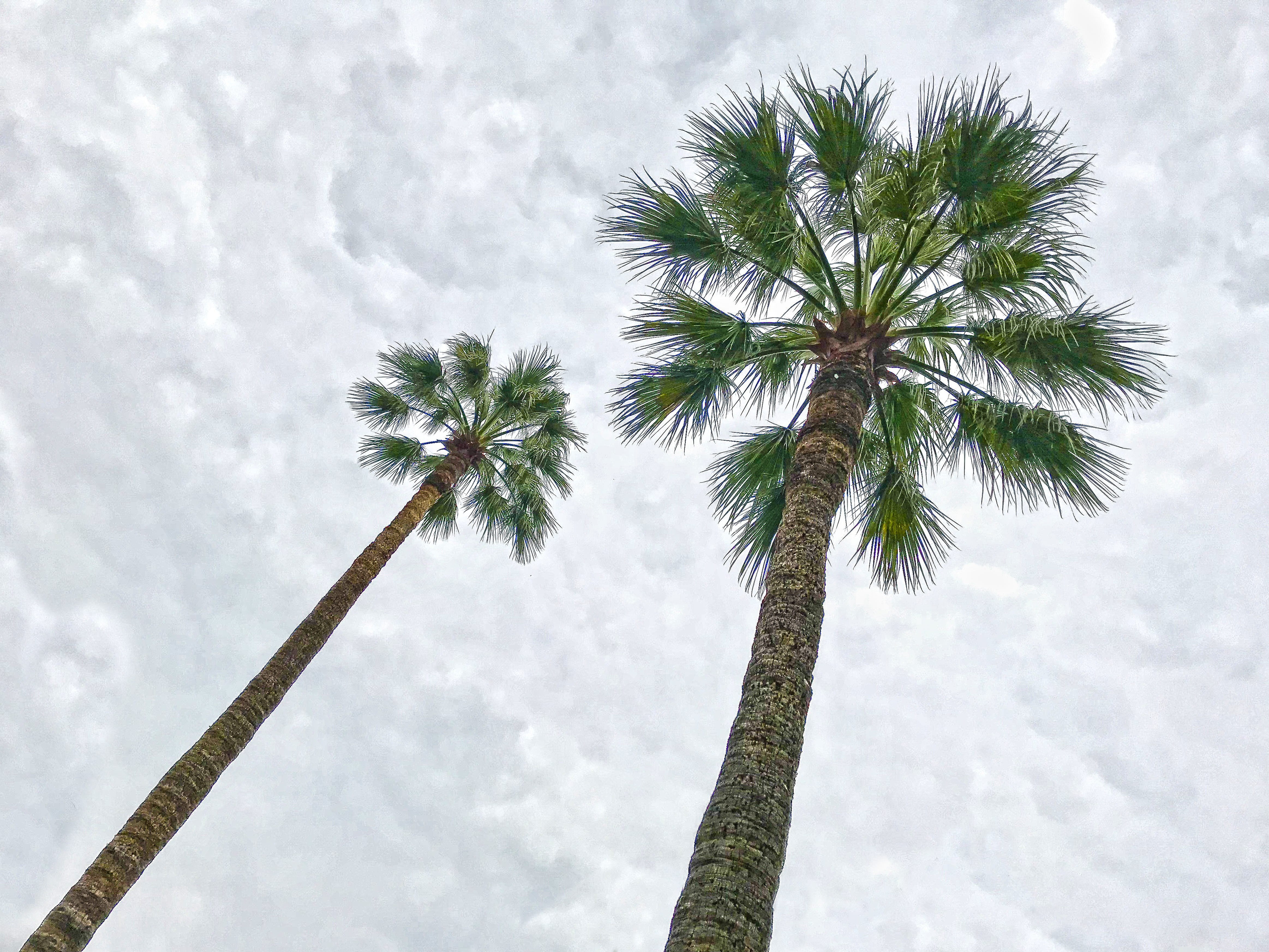 date palm tree, colorful, growth, 4K, boot, sky, beauty in nature, caption, sun, plant, st tropez, french riviera, coconut palm tree, mountain, tree trunk, HD Wallpaper
