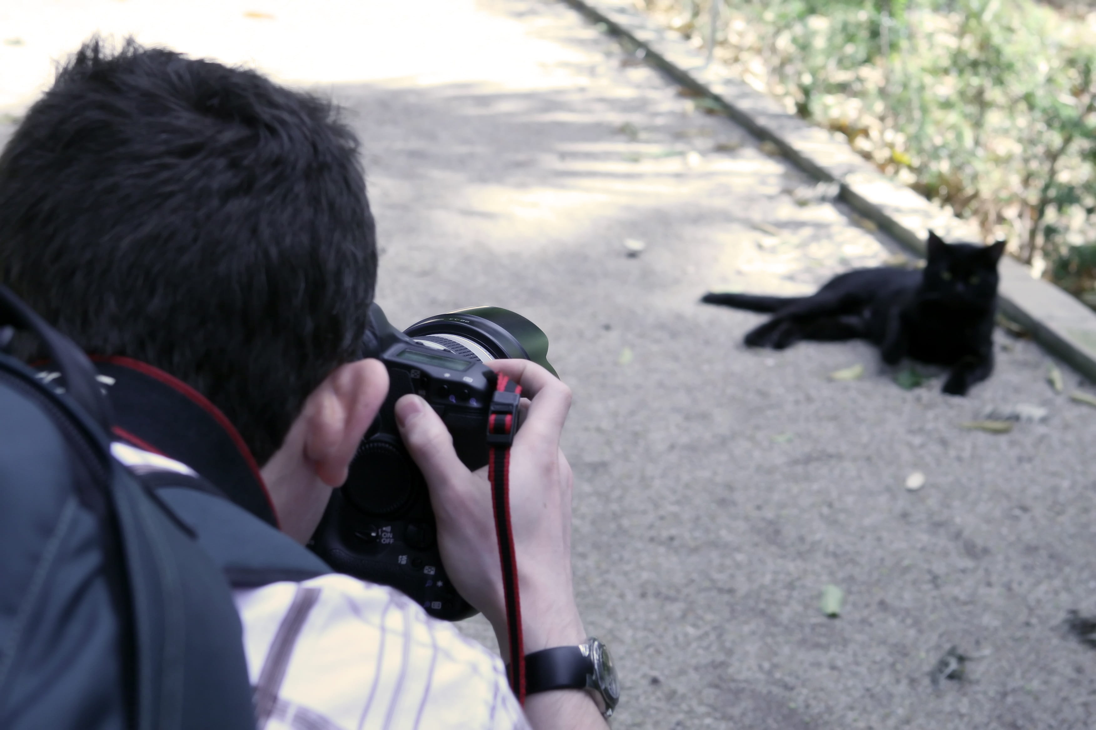 digital camera, focus on foreground, photo, technology, caption, headshot, outdoors, camera, animal wildlife, photographing, one person, photography themes, HD Wallpaper