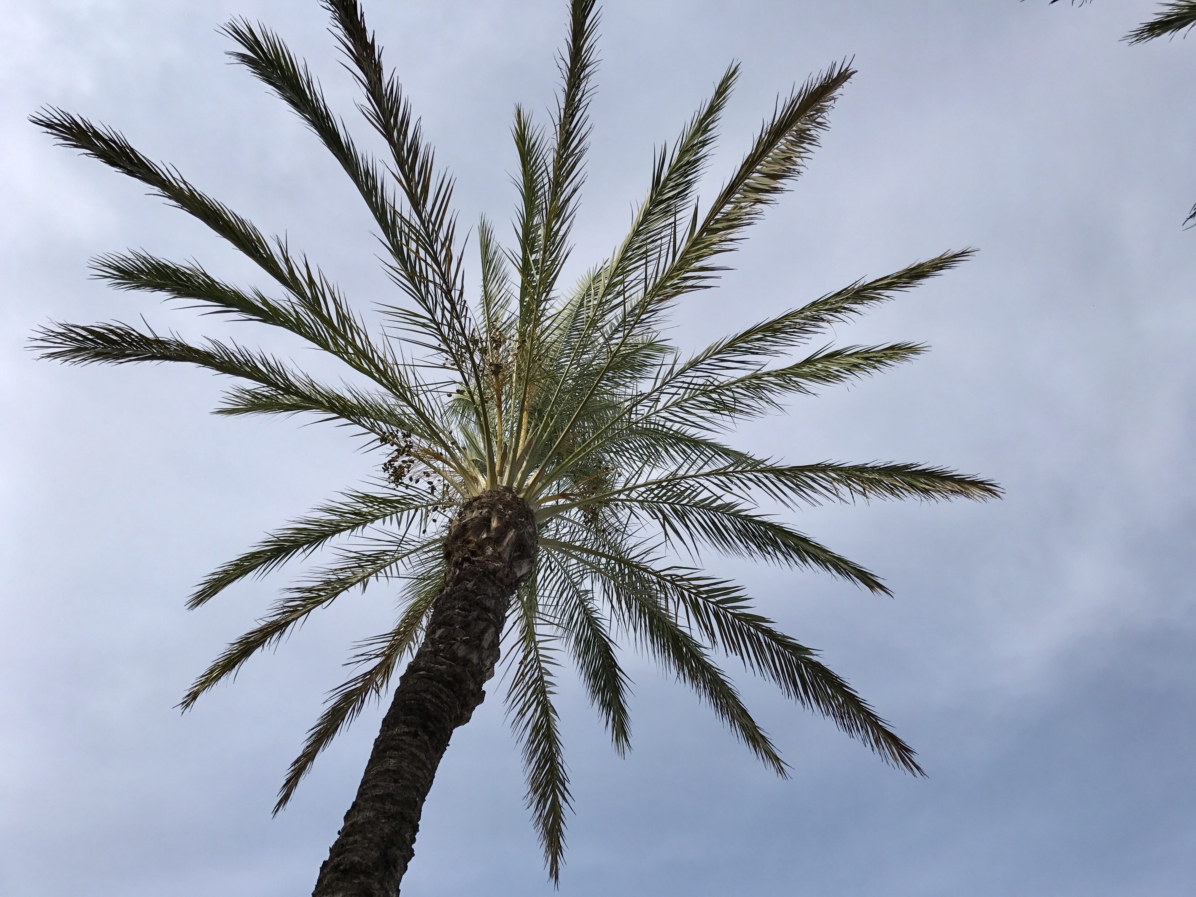 old, holidays, leaf, port, booked, tranquility, palm tree, red, colorful, beauty in nature, day, land, outdoors, saint tropez, turquoise, water, fishing boat, HD Wallpaper