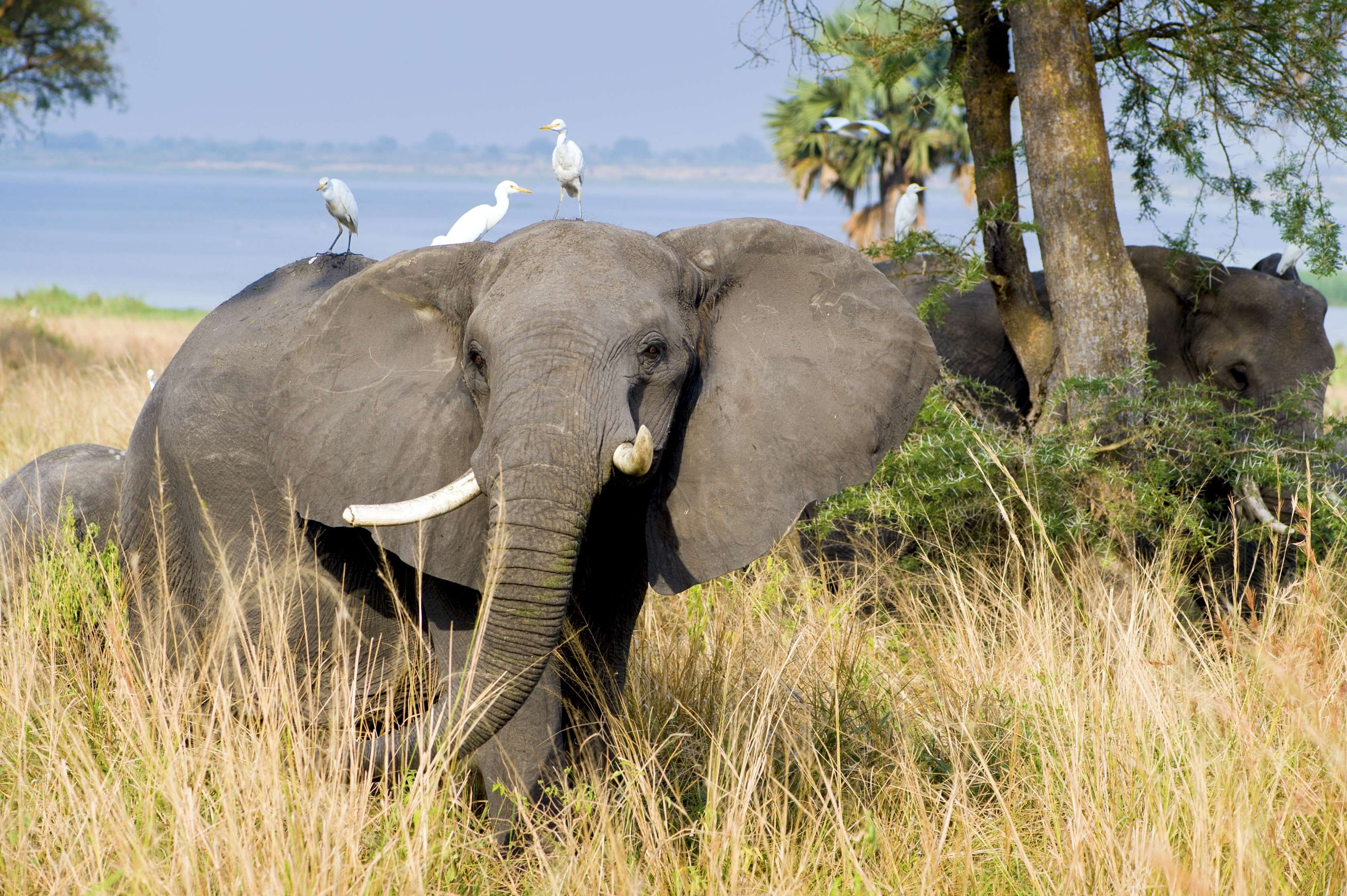 animal wildlife, grass, vacation, white birds, no people, lake albert, animals in the wild, outdoor, acacia, vertebrate, tree, 2K, lake, safari, africa, HD Wallpaper