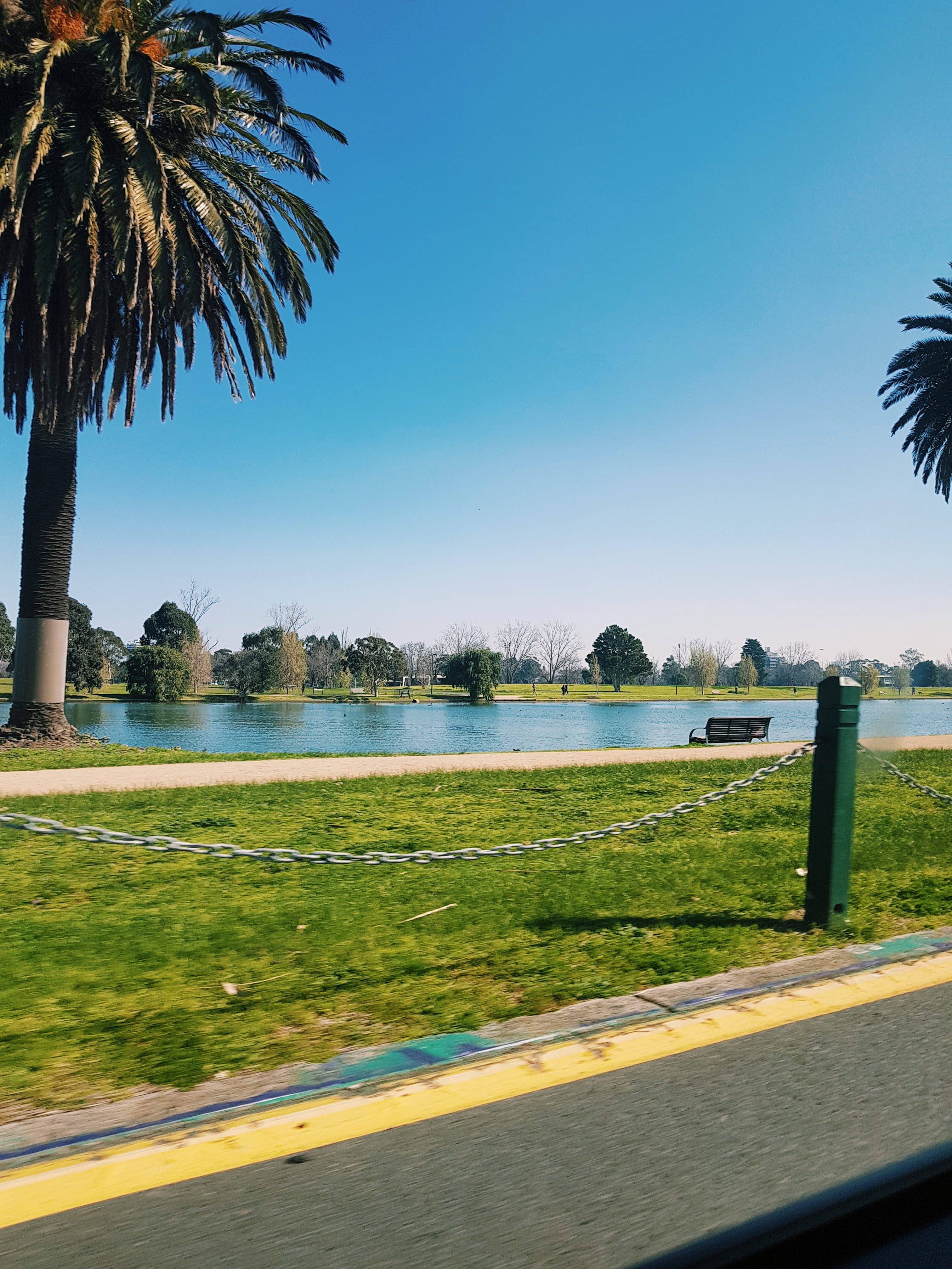 outdoors, tree, sky, day, road, asphalt, tropical, water, tropical climate, tranquility, growth, transportation, albert park, path, clear sky, beauty in nature, Phone HD Wallpaper
