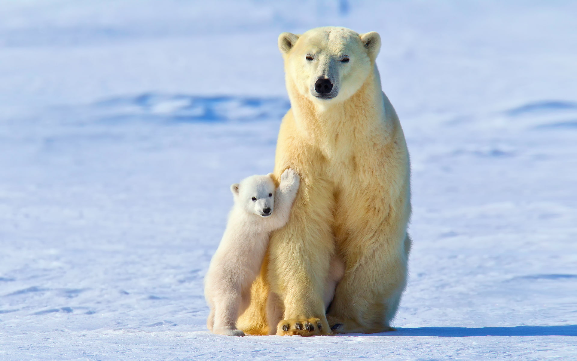 winter, snow, polar bears, White bear, light, 1080P, baby, HD Wallpaper