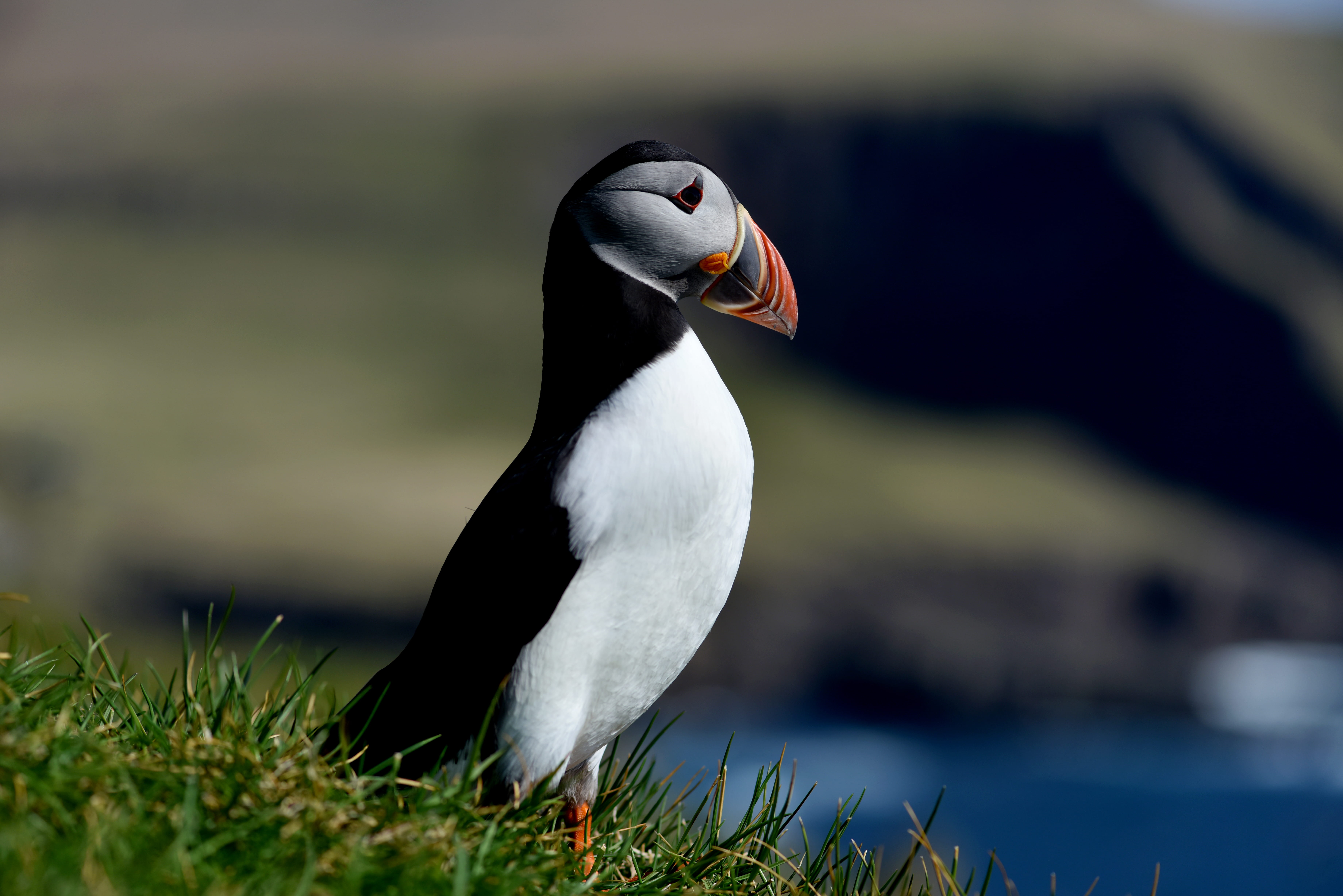 focus, focus on foreground, animals In The Wild, plant, faroe Islands, bird, photo, black Color, white color, penguin, antarctica, nature, 5K, iceland, HD Wallpaper