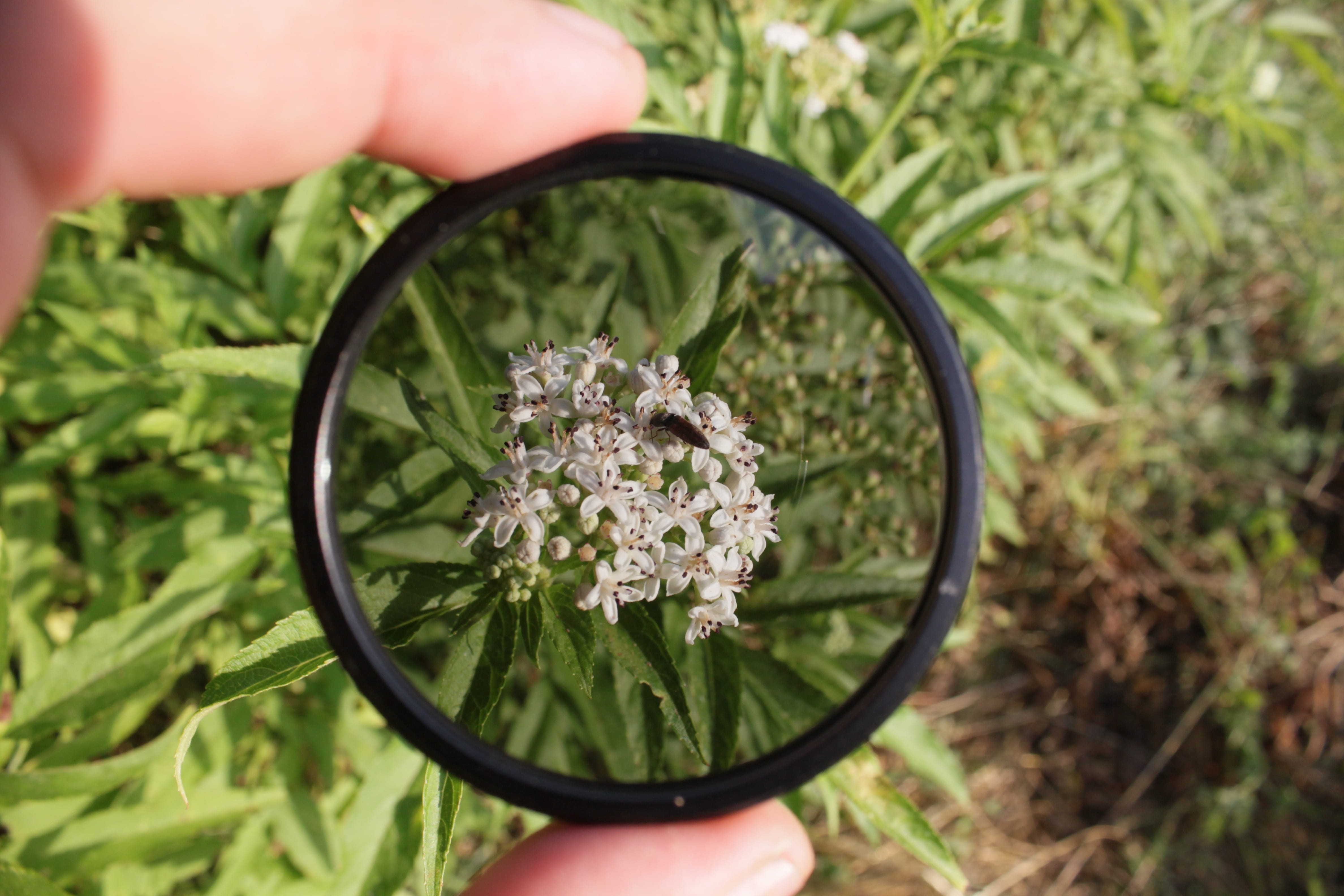 4K, flower, hand, one person, freshness, flowering plant, bouquet, day, human finger, polarizer, photographic, close-up, beauty in nature, gardening, finger, HD Wallpaper