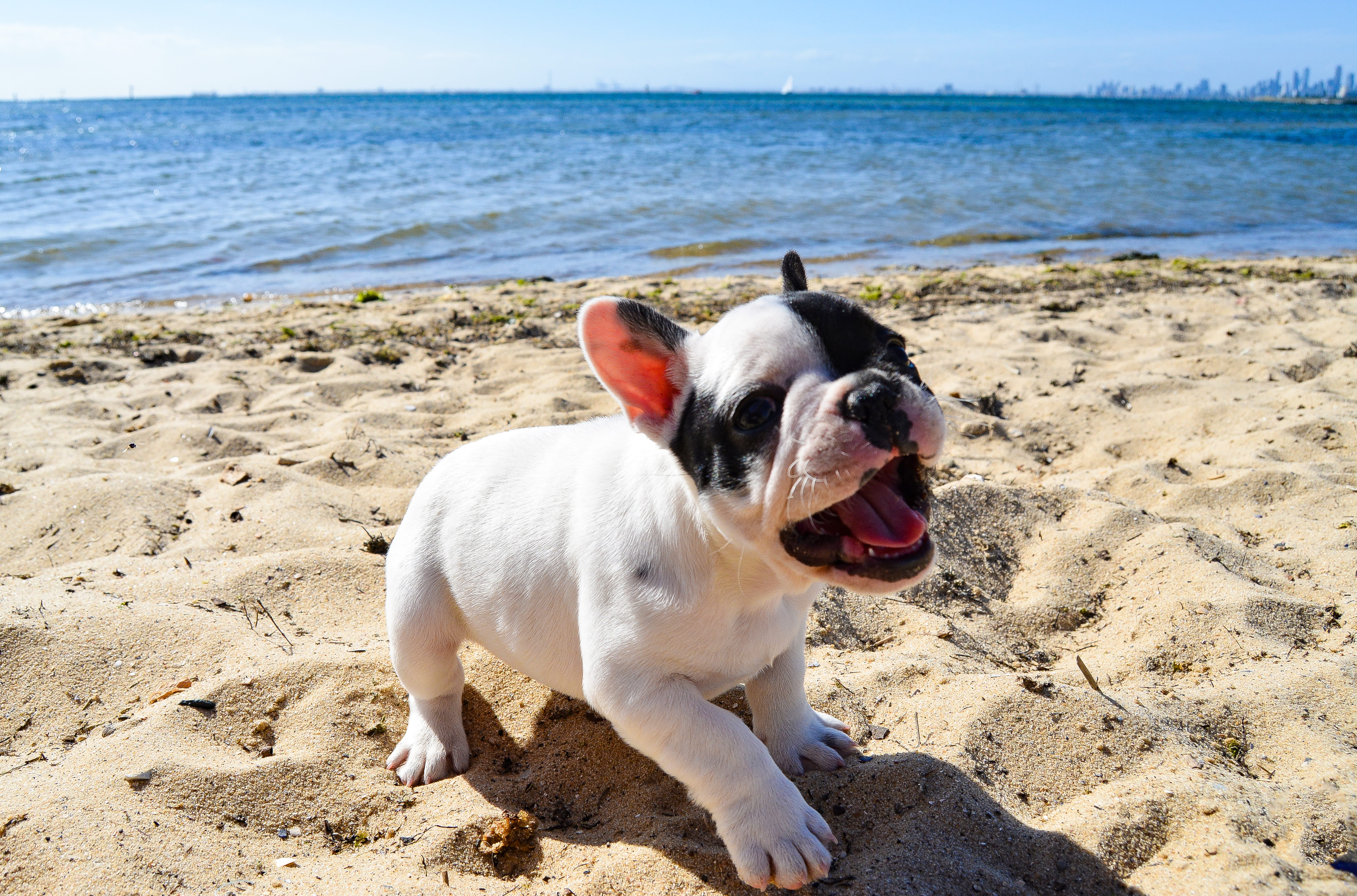vertebrate, victoria, australia, sea, beach, bulldog, crazy, melbourne, mouth open, bay, pup, bayside, nature, brighton, no people, sand, water, frenchie, HD Wallpaper