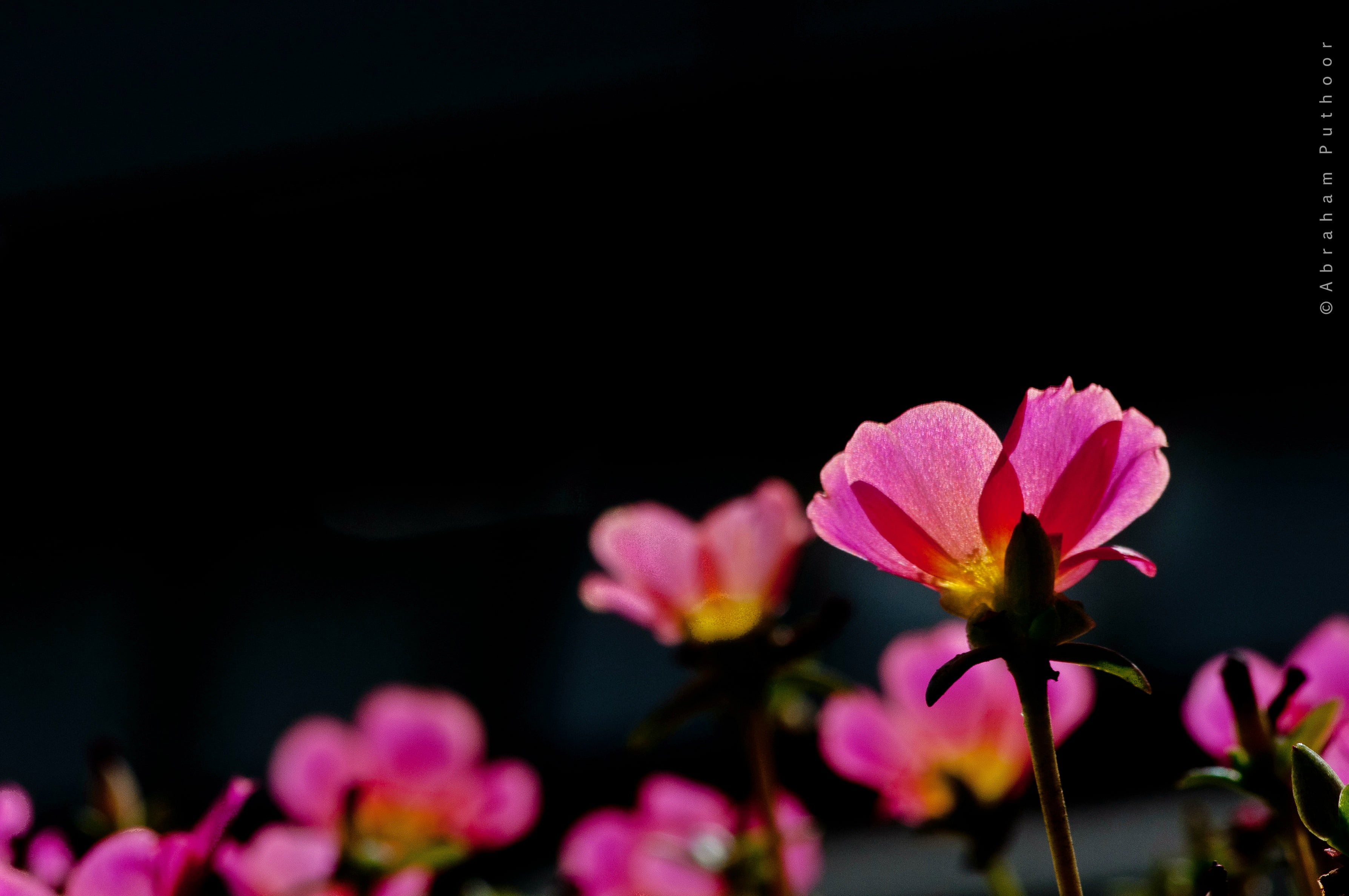 flowers, lightroom, nature, puthoor, cokin, 2K, plant, flower Head, photography, flower, beauty In Nature, pink Color, petal, closeup, flora, pink, closeup photography, HD Wallpaper