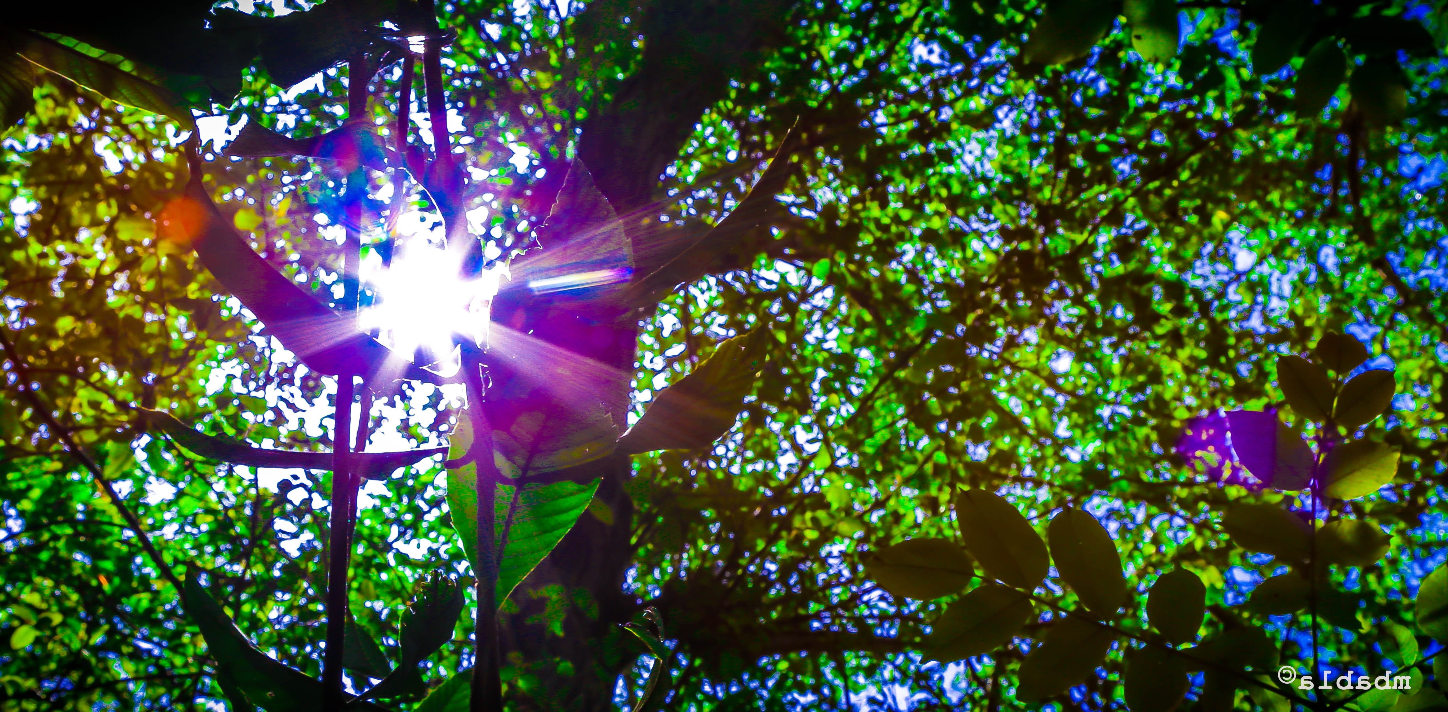 Sun Rays, streaming, plant part, 4K, sky, summer, day, beauty in nature, growth, Green, river, green color, illuminated, nature, leaf, low angle view, HD Wallpaper