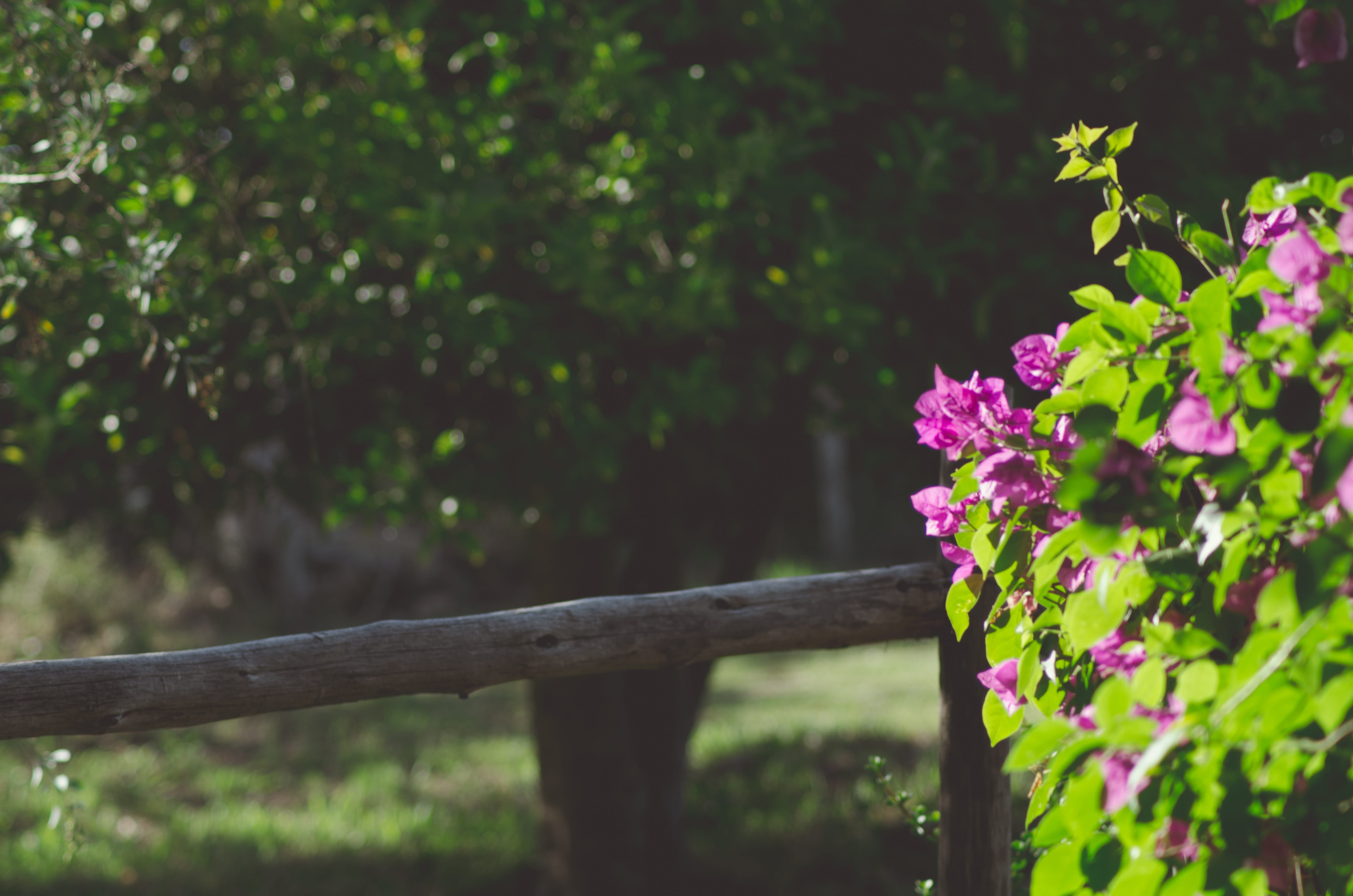 barrier, green color, haze, boundary, 4K, field, nature, fragility, purple, day, outdoors, flower, flowering plant, no people, vulnerability, meadow, focus on foreground, HD Wallpaper