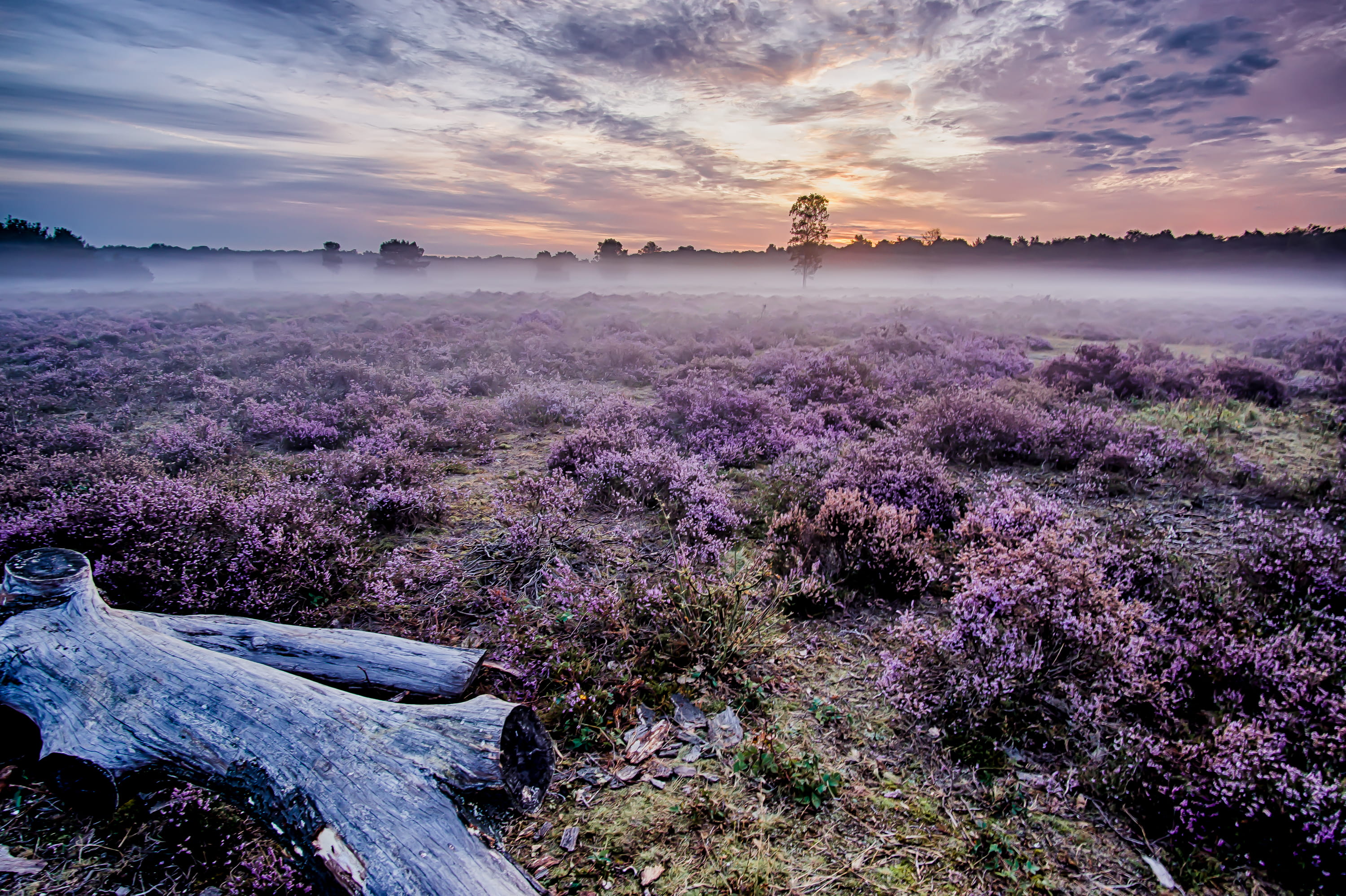 pink Color, summer, lavender, mist, plant, flowers, gray, backgrounds, heath, sunrise, blue, dusk, forest, driftwood, haze, colorful, travel, scenics, beauty In Nature, HD Wallpaper