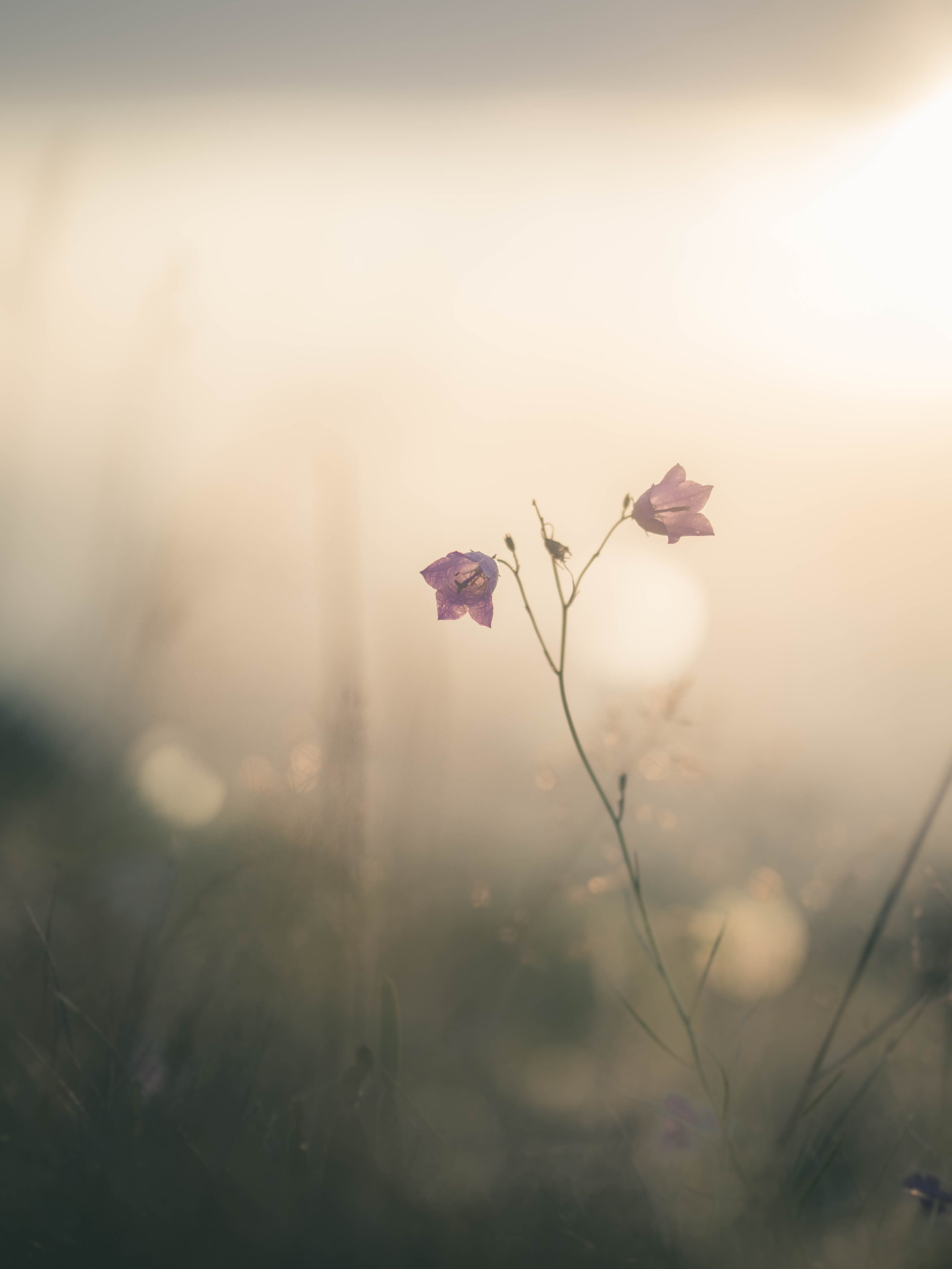 green Color, dawn, 4K, burgundy, selective, macrophotography, scenics, tree, yellow, macro, outdoors, beauty In Nature, abstract, branch, sunlight, fog, Phone HD Wallpaper