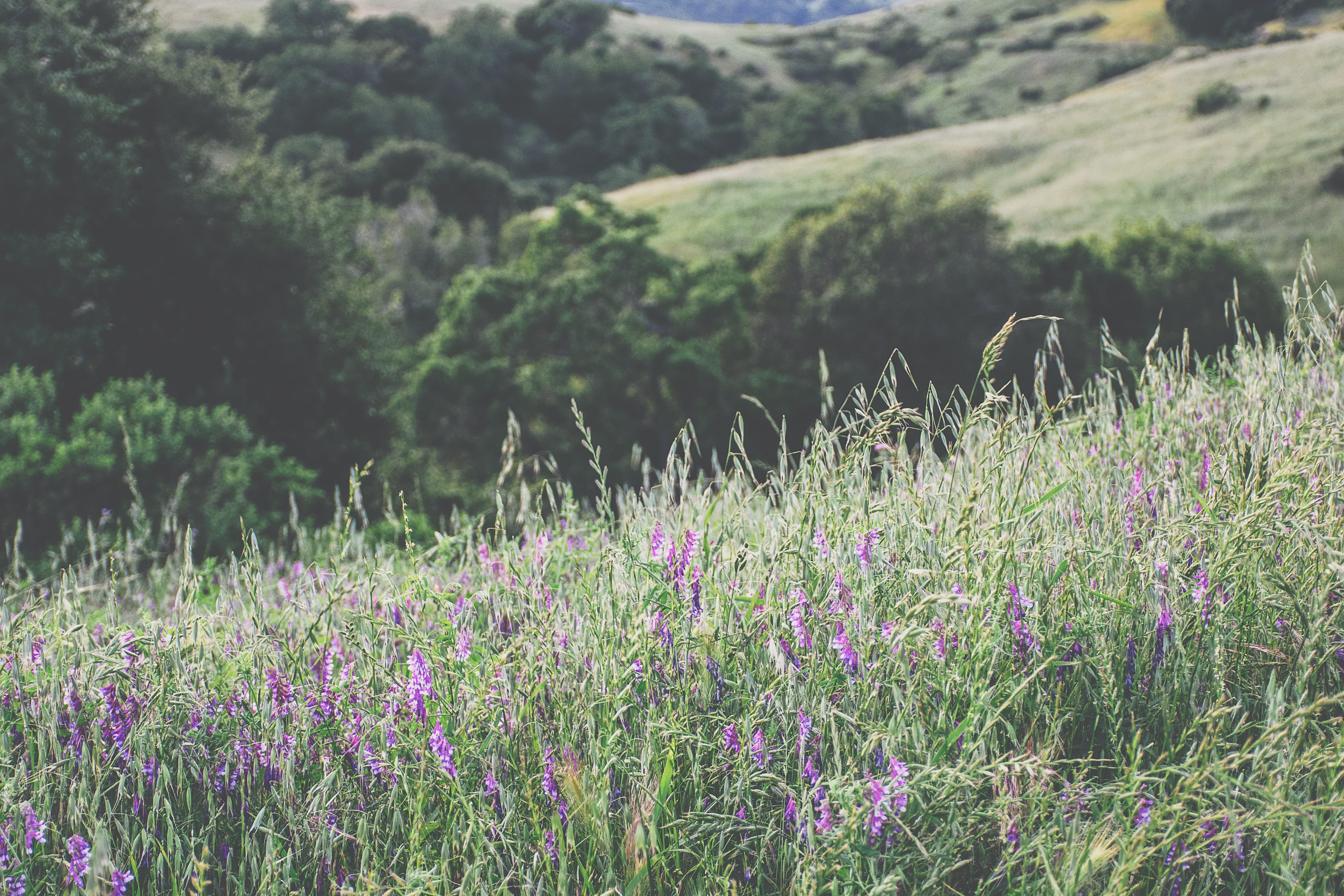 beauty in nature, landscape, freshness, flower, heather, environment, no people, united states, scenics - nature, hiking, tranquility, nature, hills, field, HD Wallpaper