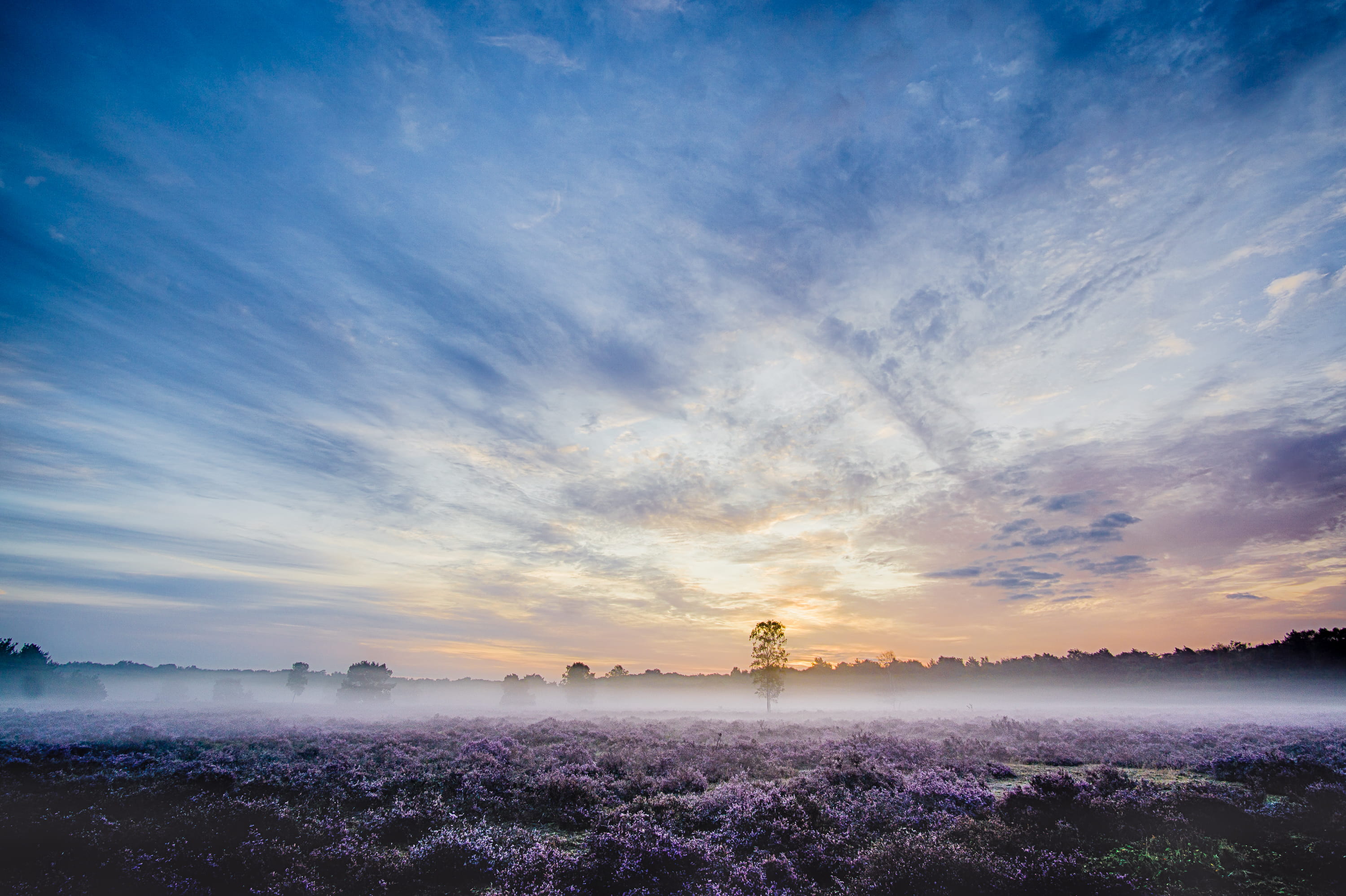 cloud - sky, outdoors, flowers, heather, haze over horizon, petaled, morning, scenics - nature, photography, cloud, water, blue, idyllic, sky, 2K, mist, HD Wallpaper