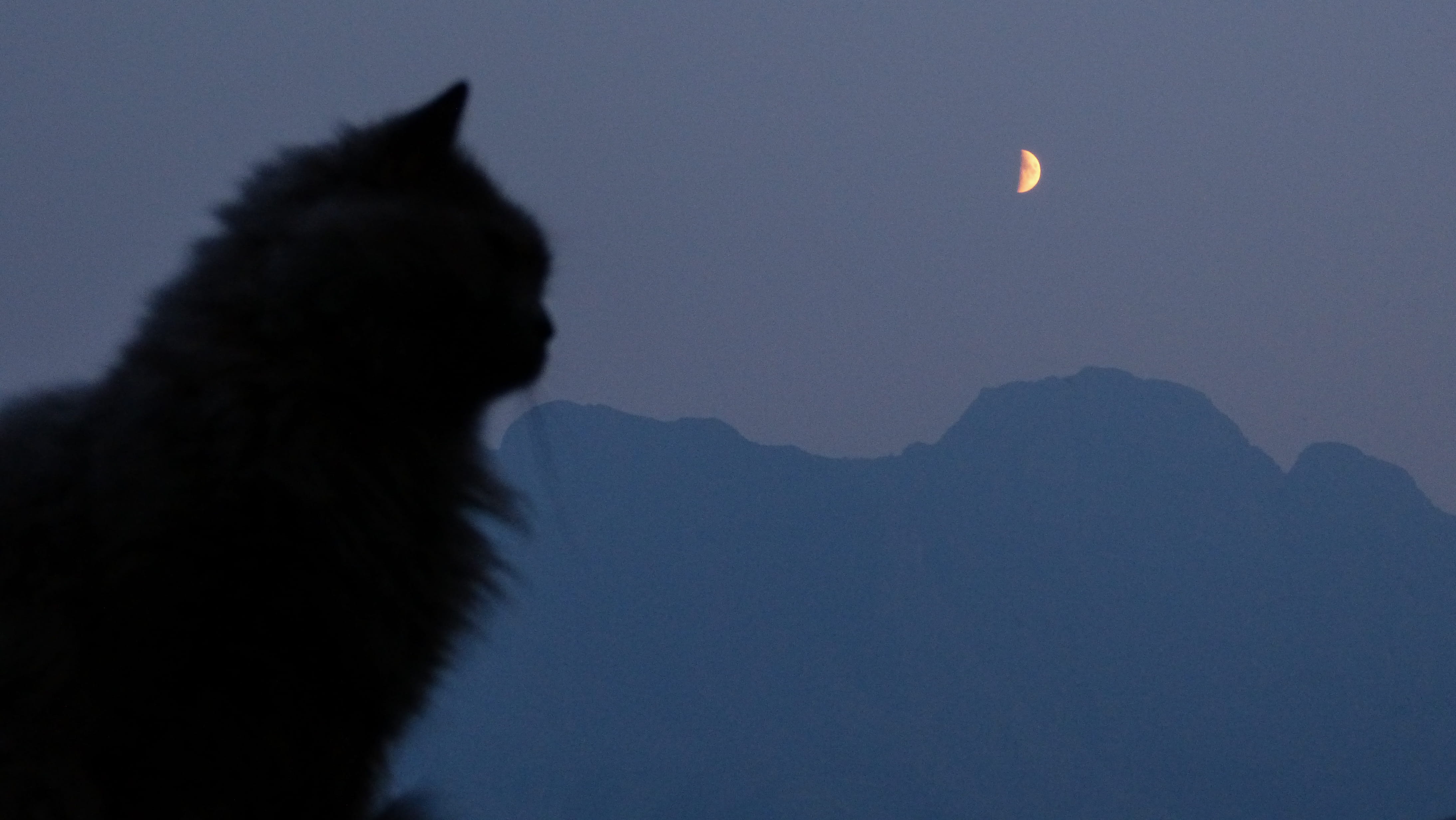 night, one animal, smoke, dark, pets, animal themes, no people, summer, silhouette, outside, domestic, alberta, domestic animals, purple, moon, moonlight, HD Wallpaper