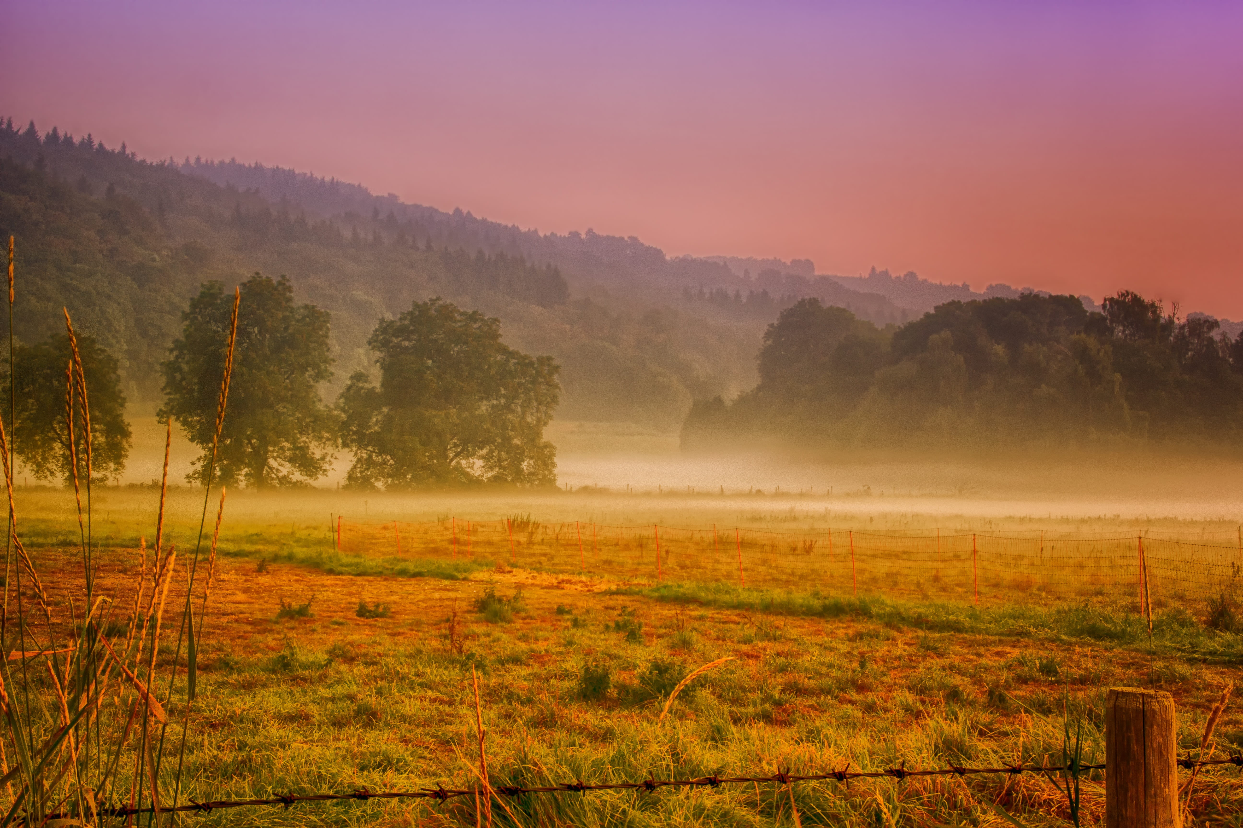 5K, rural scene, rest, landscape, fog, scenics - nature, purple, dawn, white, tree, tranquility, sun, fence, sunrise, skies, plant, haze, pine woodland, HD Wallpaper
