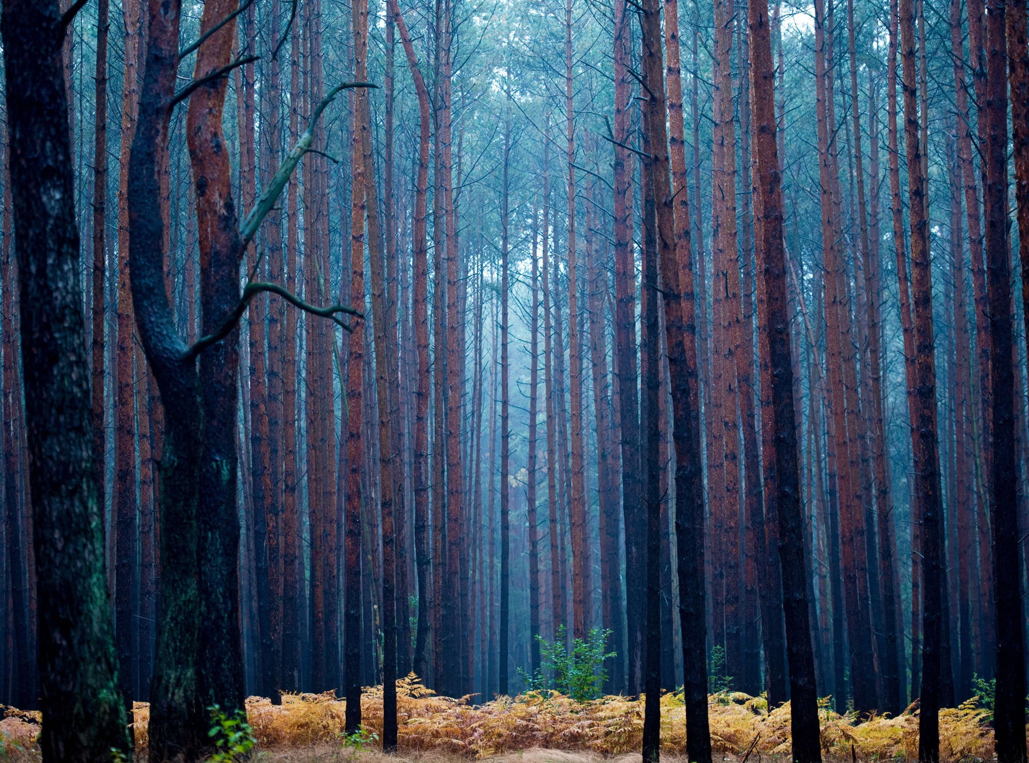 beauty in nature, environment, 1080P, pine trees, leafed, trunk, landscape, forest, tranquility, tree, outdoors, non-urban scene, no people, plant, land, HD Wallpaper