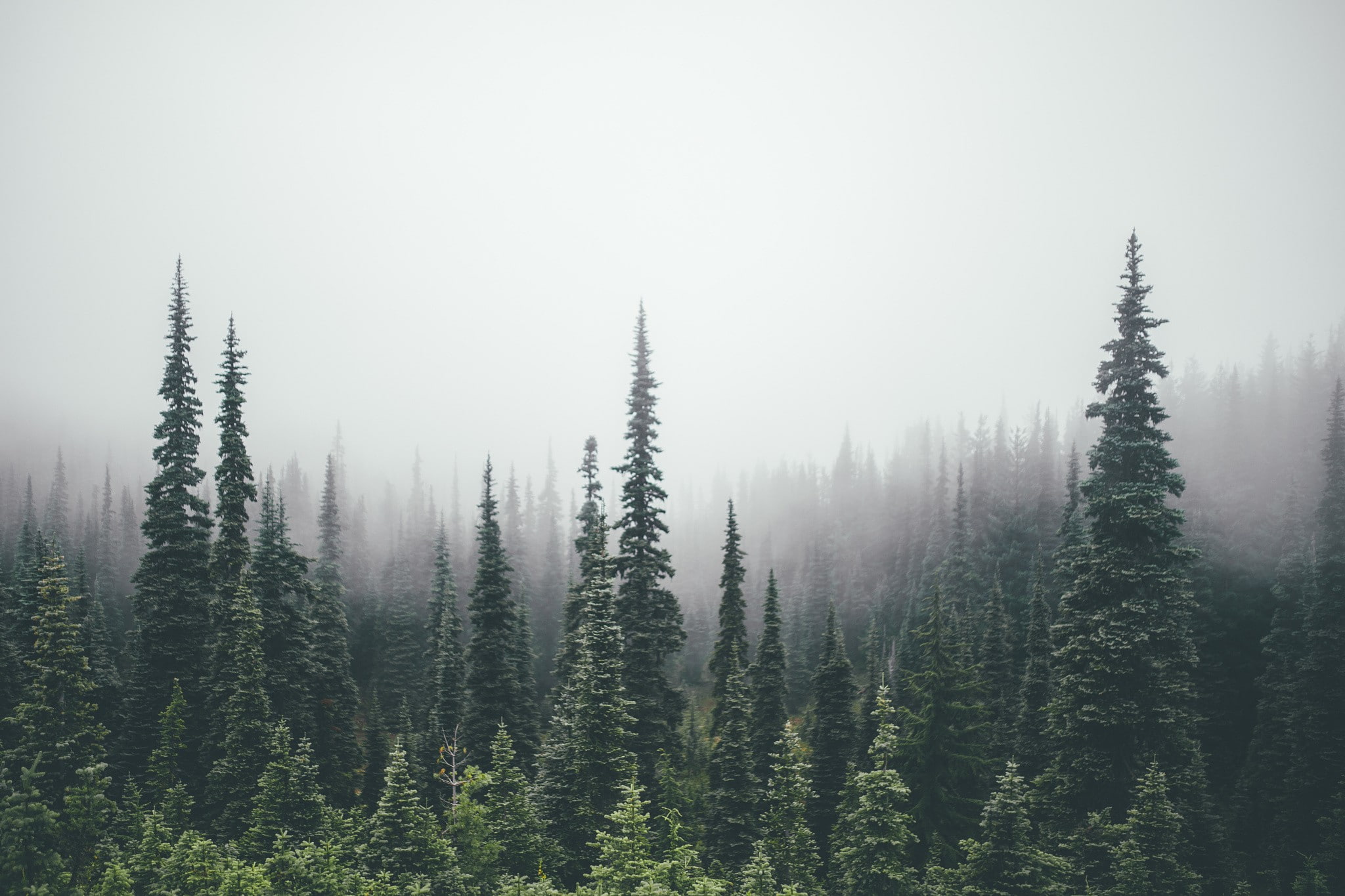 pine trees, 1080P, forest, HD Wallpaper