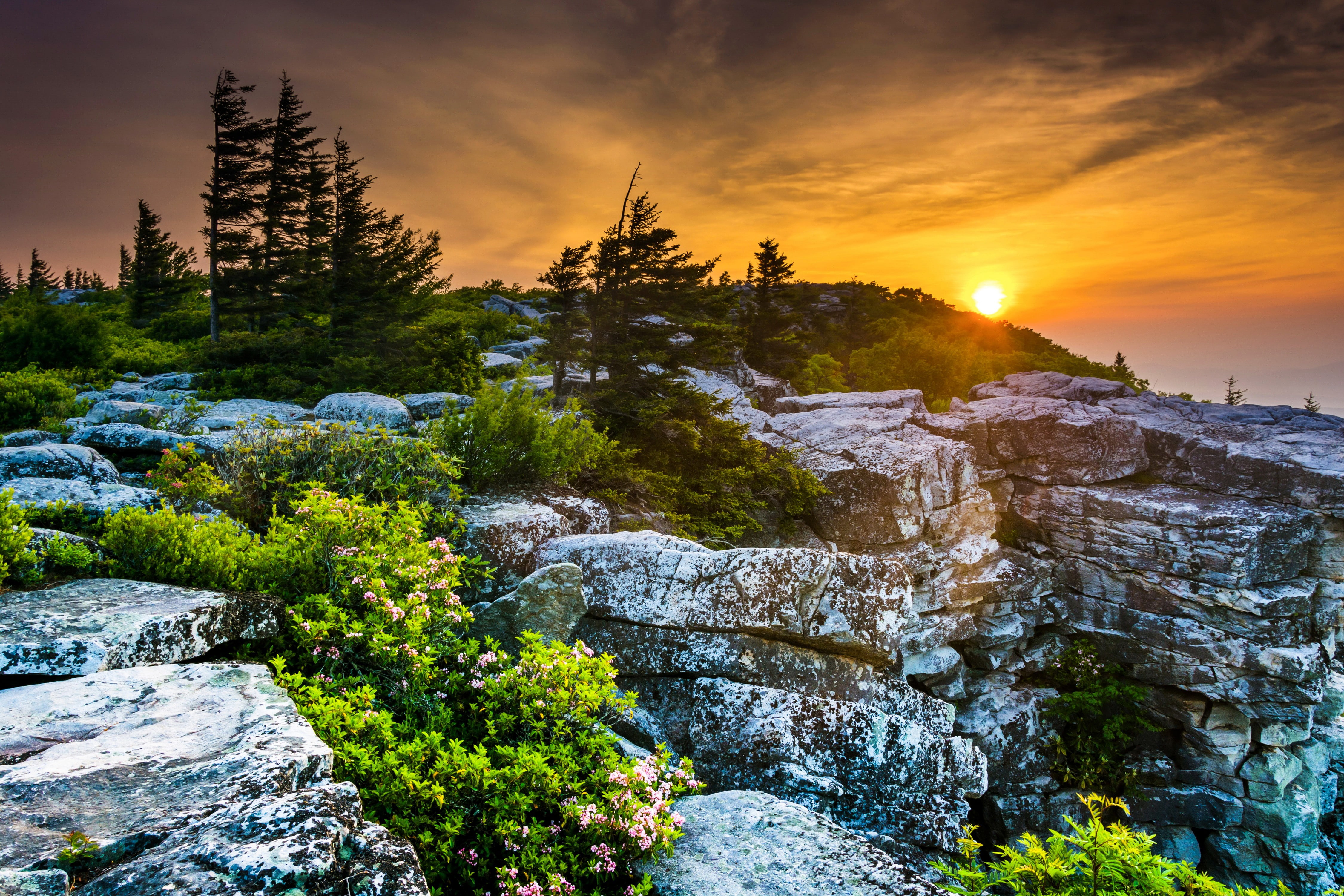 forest, pine trees, 4K, Sun, HD Wallpaper