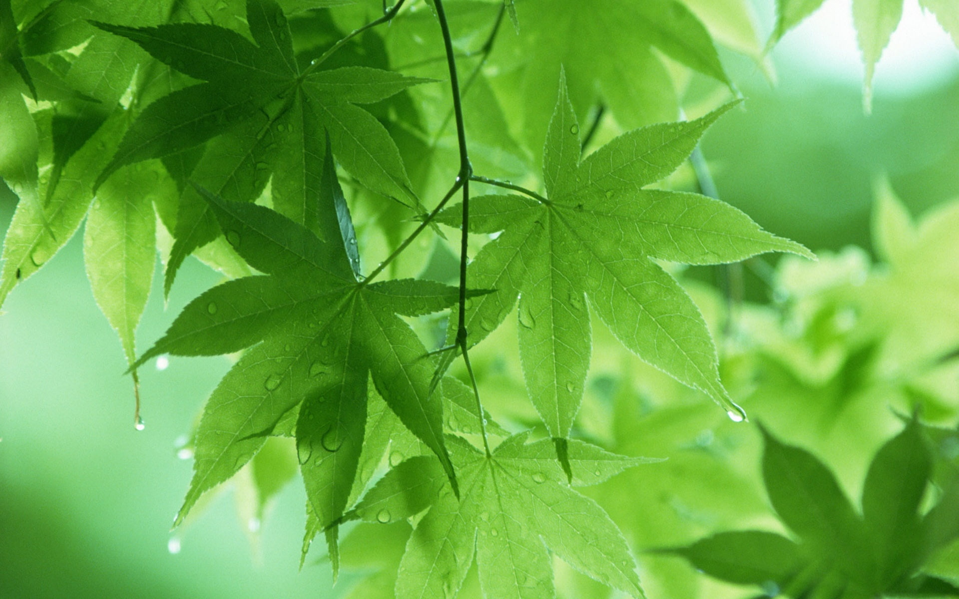 1080P, plants, Rain, Spring, marijuana, Leaf, Maple, Green, HD Wallpaper