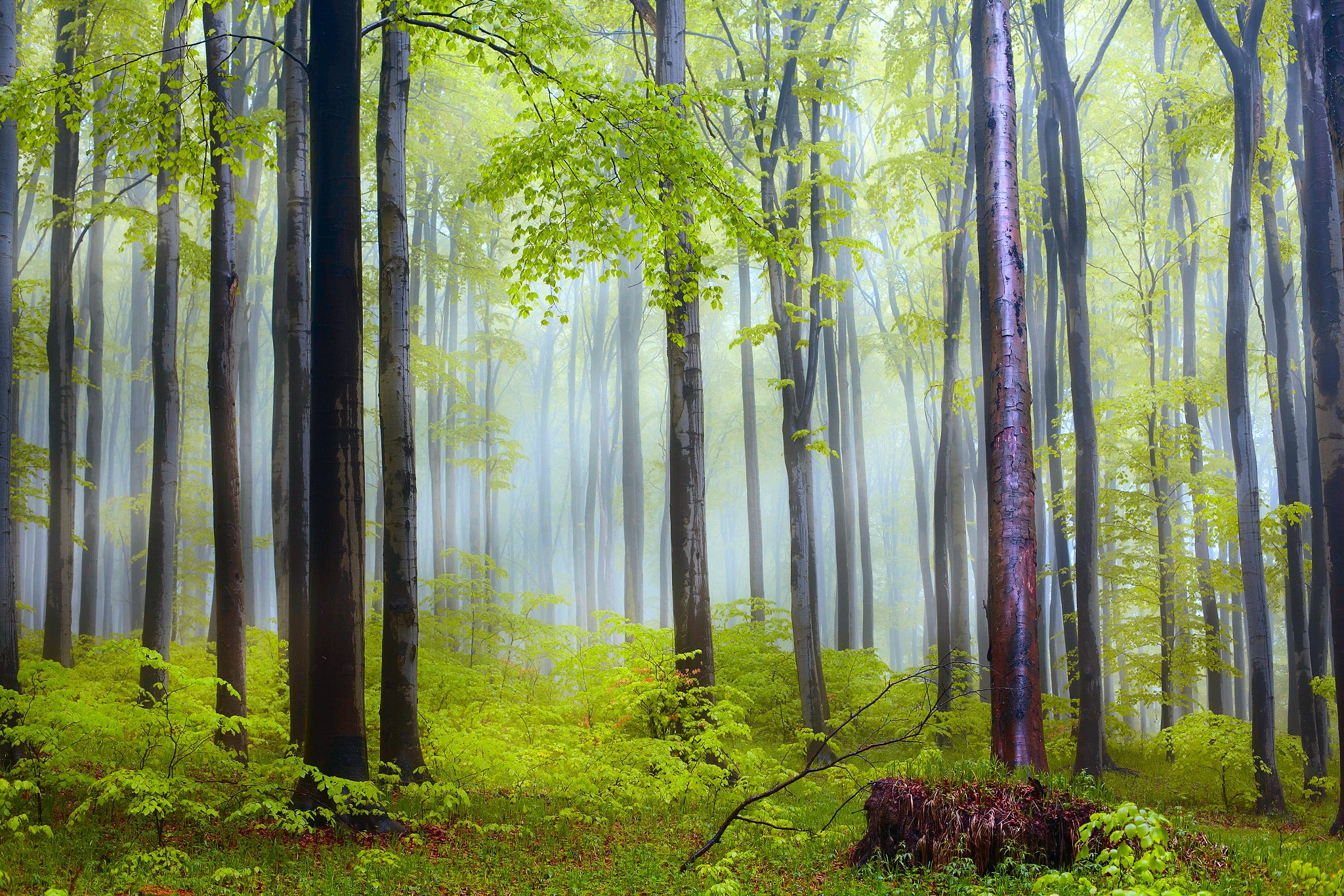 green, leaved, forest, nature, 1080P, morning, mist, after rain, trees, HD Wallpaper