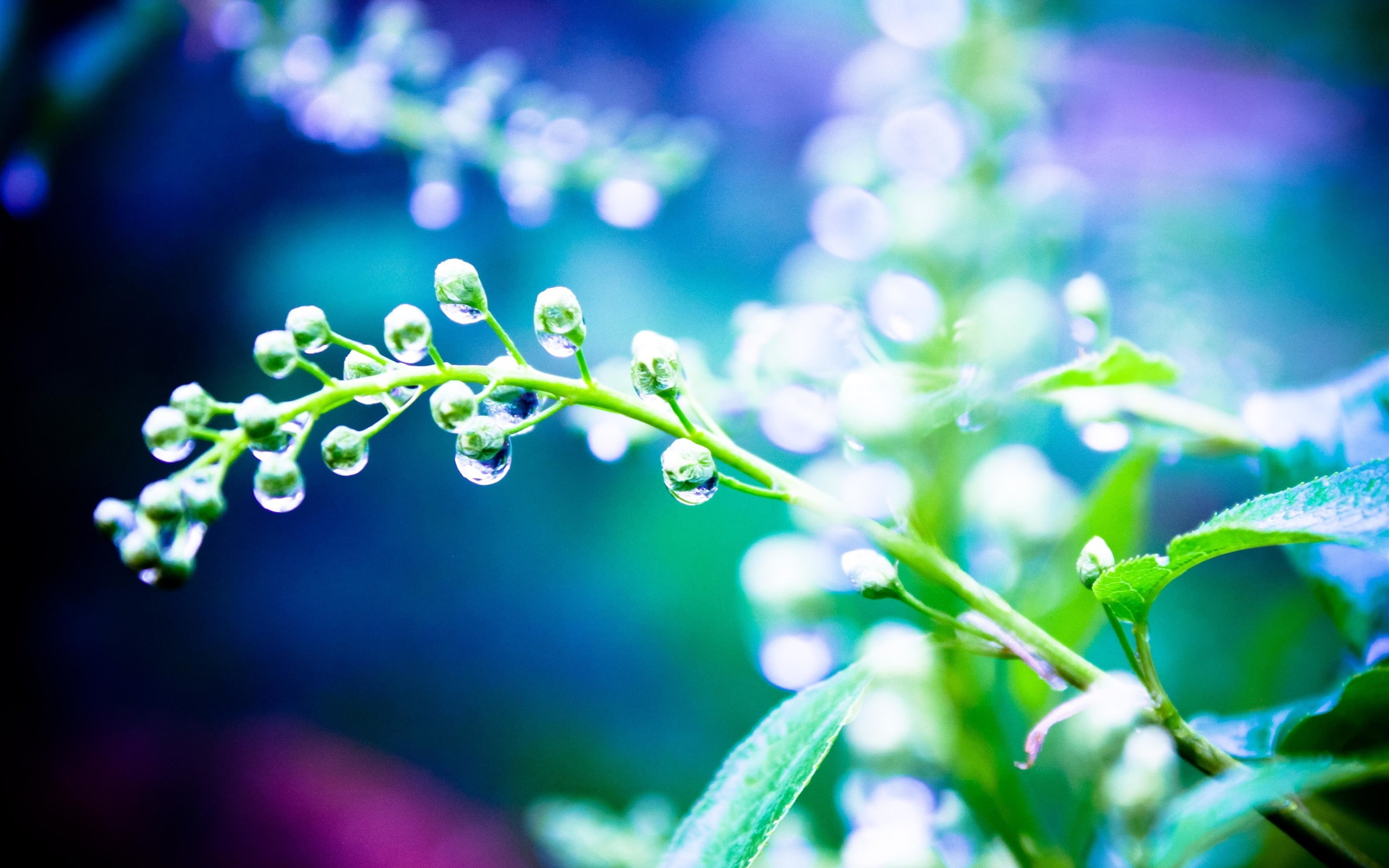 Water, Rain, 2K, close, After, Plants, Drops, HD Wallpaper