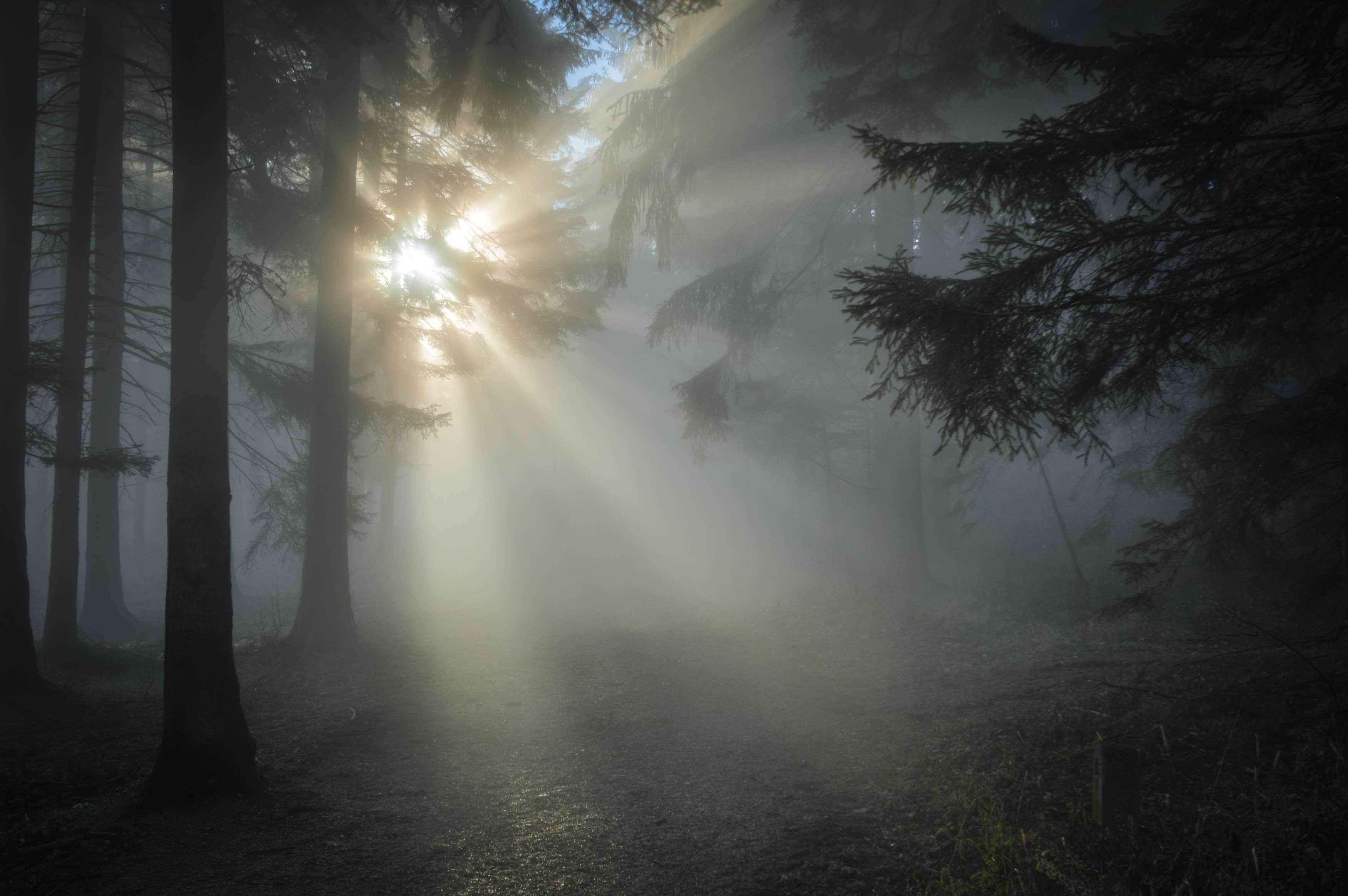 conifers, back light, dusk, sun, ground, fir trees, pine trees, dark, trunk, tree trunk, day, sunbeam, sunglare, nature, plant, scenics - nature, hazy, HD Wallpaper