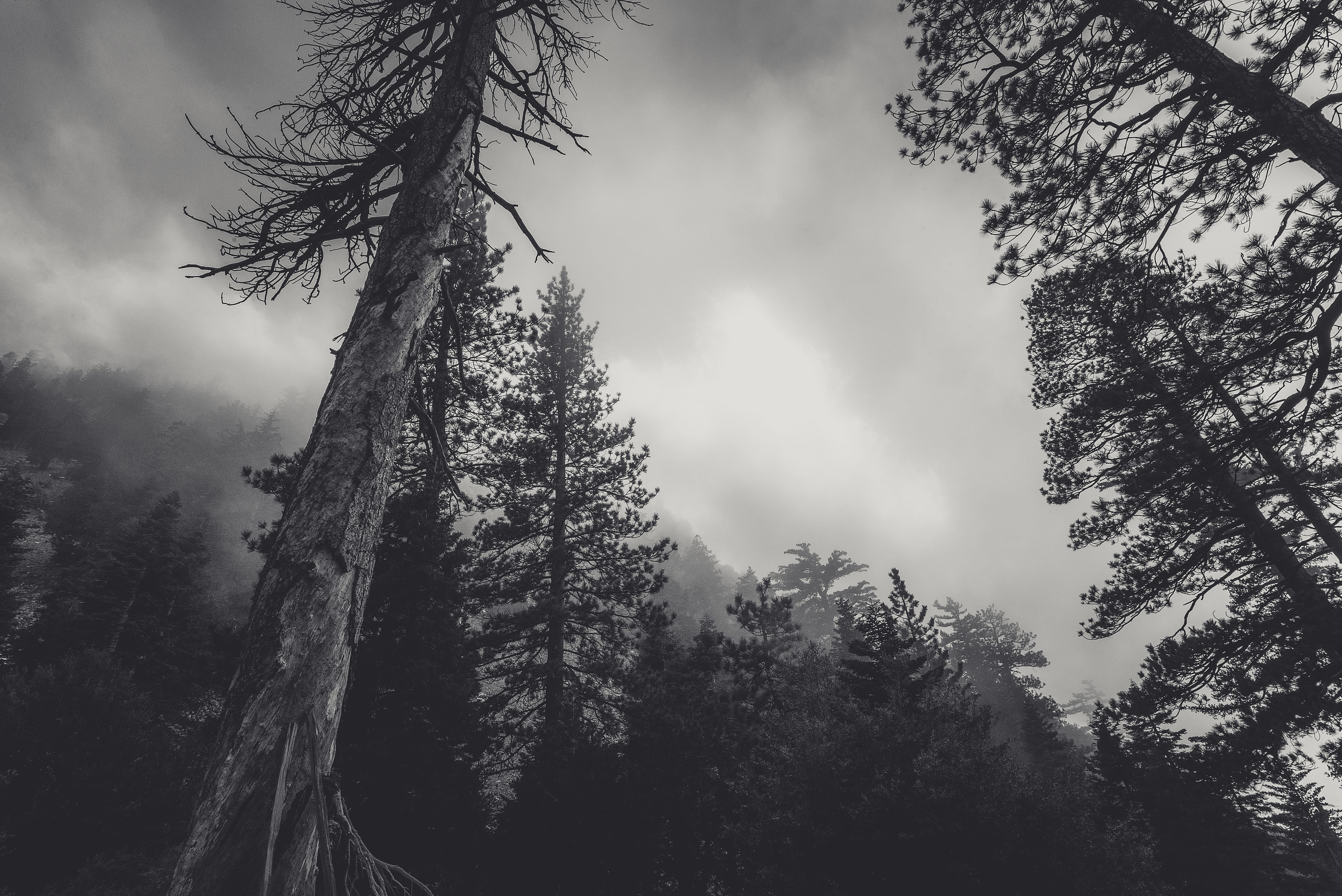 mysterious, wilderness, scenics - nature, conifers, tranquility, non-urban scene, sky, scary, misty, no people, pinaceae, woods, murky, gloomy, growth, HD Wallpaper