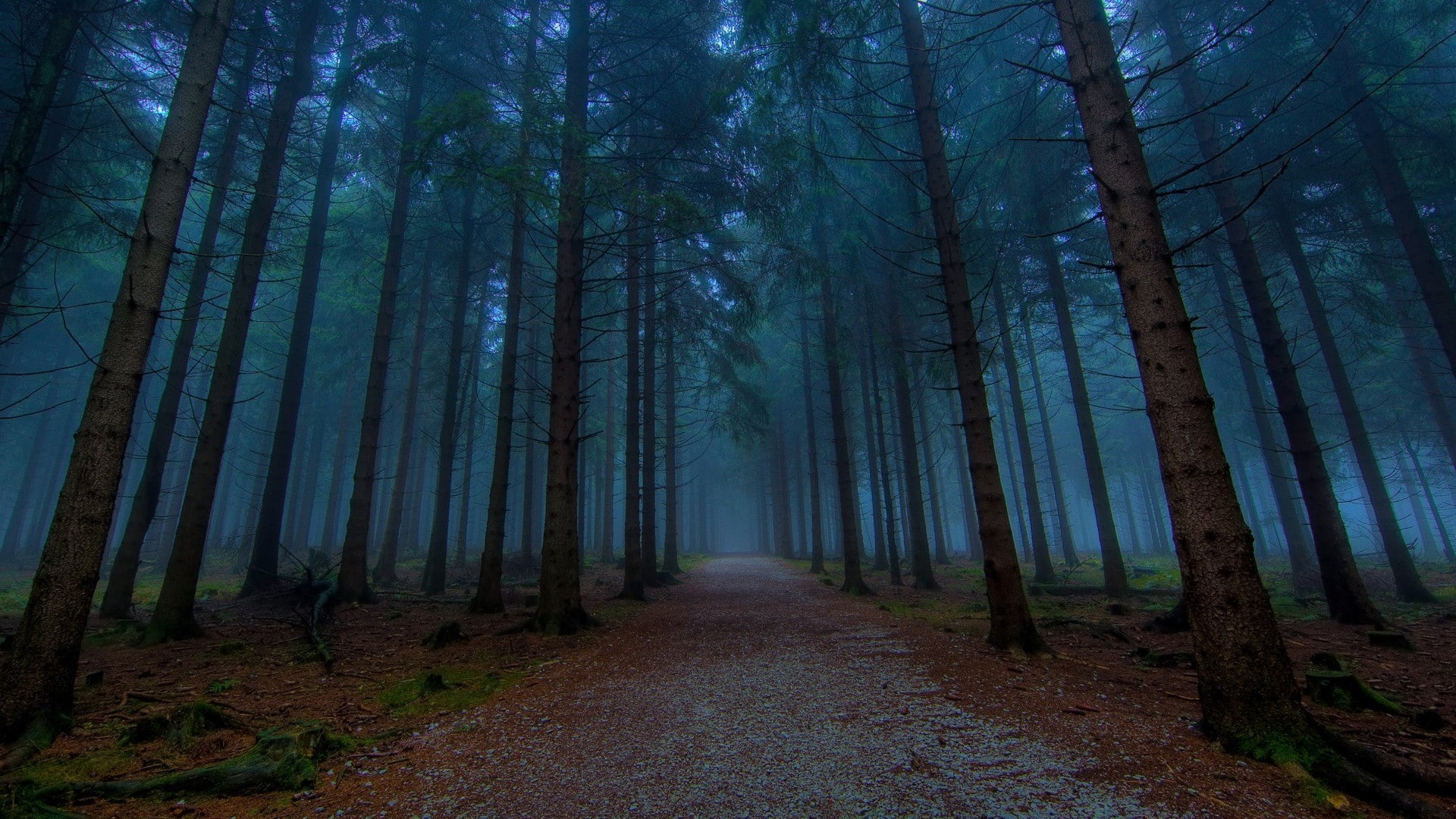 pine trees, nature, path, dirt road, trees, mist, forest, 1080P, HD Wallpaper