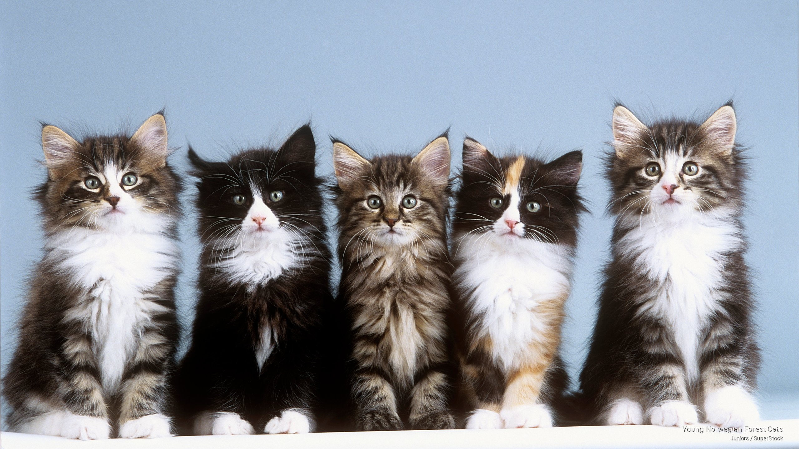 norwegian, Cats, young, forest, 2K, HD Wallpaper