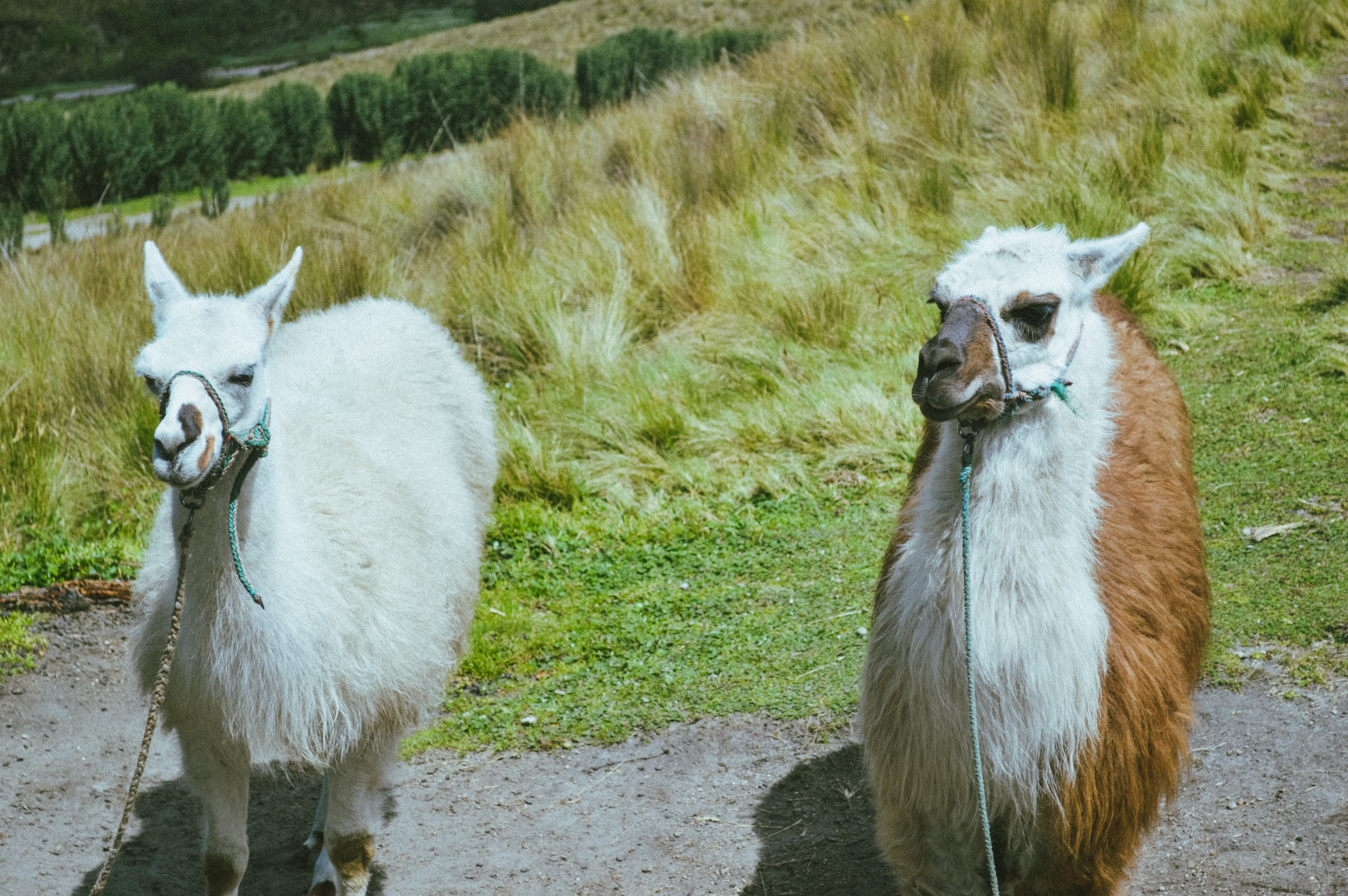 white color, 5K, domestic animals, land, animal themes, ecuador, field, domestic, group of animals, plant, livestock, herbivorous, day, animal, vertebrate, HD Wallpaper