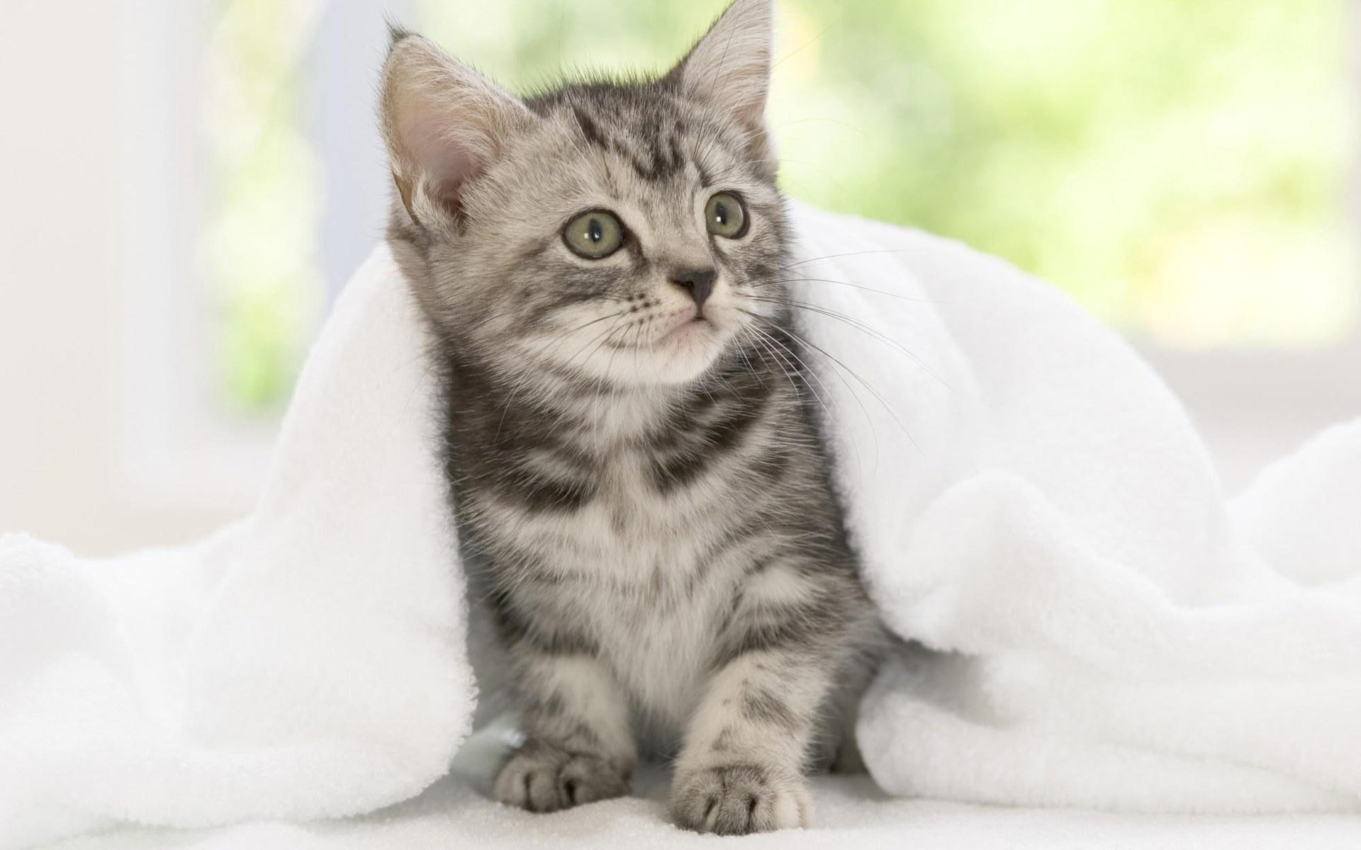 adorable, sweet, reasurance, bashful, 1080P, timid, kitty, animals, cute, needs, HD Wallpaper
