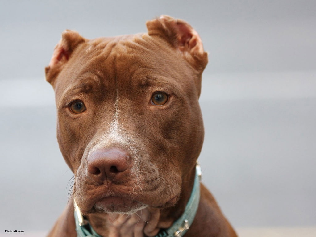 hd, dogs, 480P, animals, art, BASHFUL, Pitbull, TIMID, SHY, HD Wallpaper