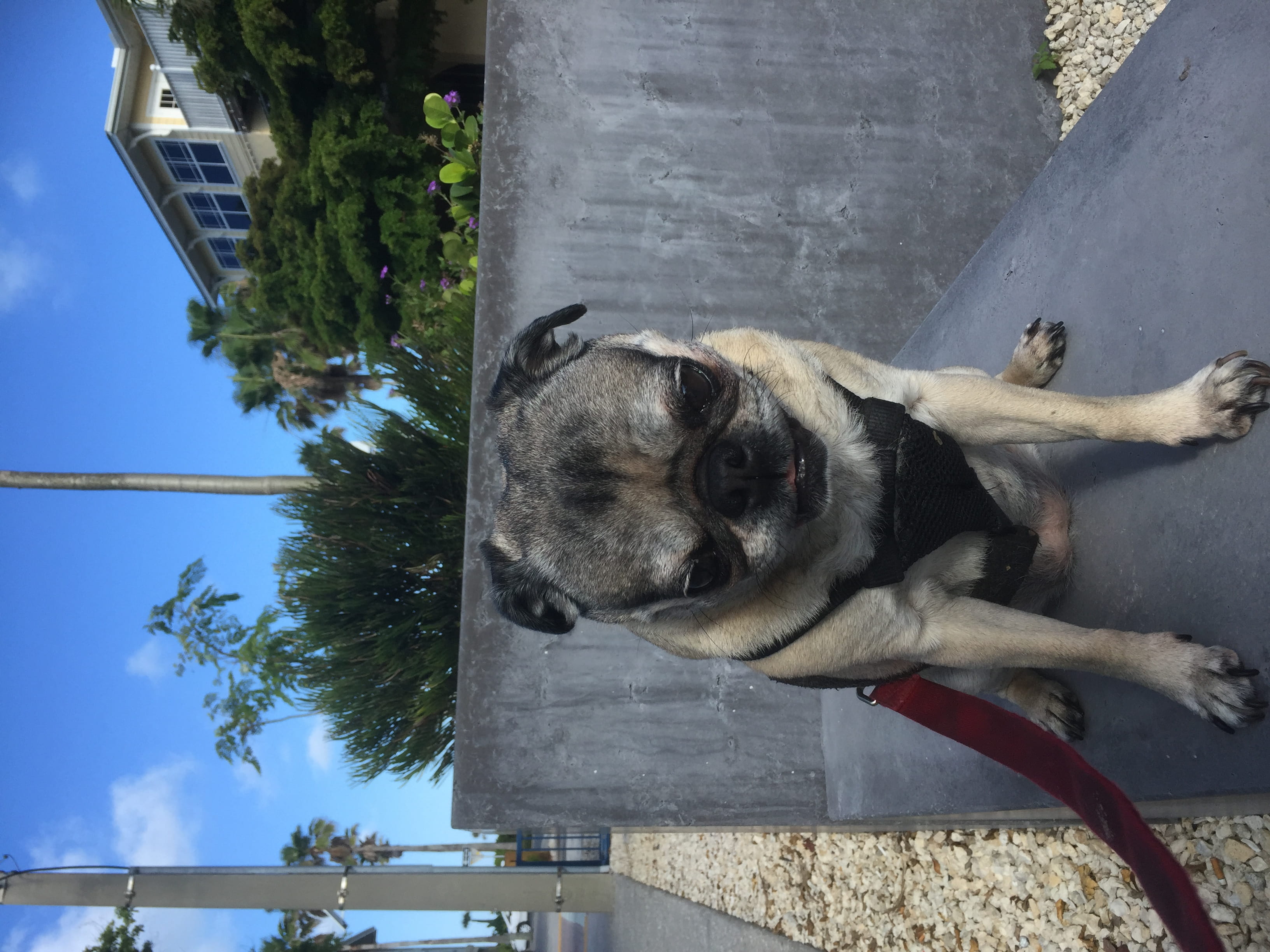 nature, pets, bradenton beach, pug, united states, domestic animals, outdoors, animal themes, canine, animal head, pet, built structure, tree, architecture, HD Wallpaper