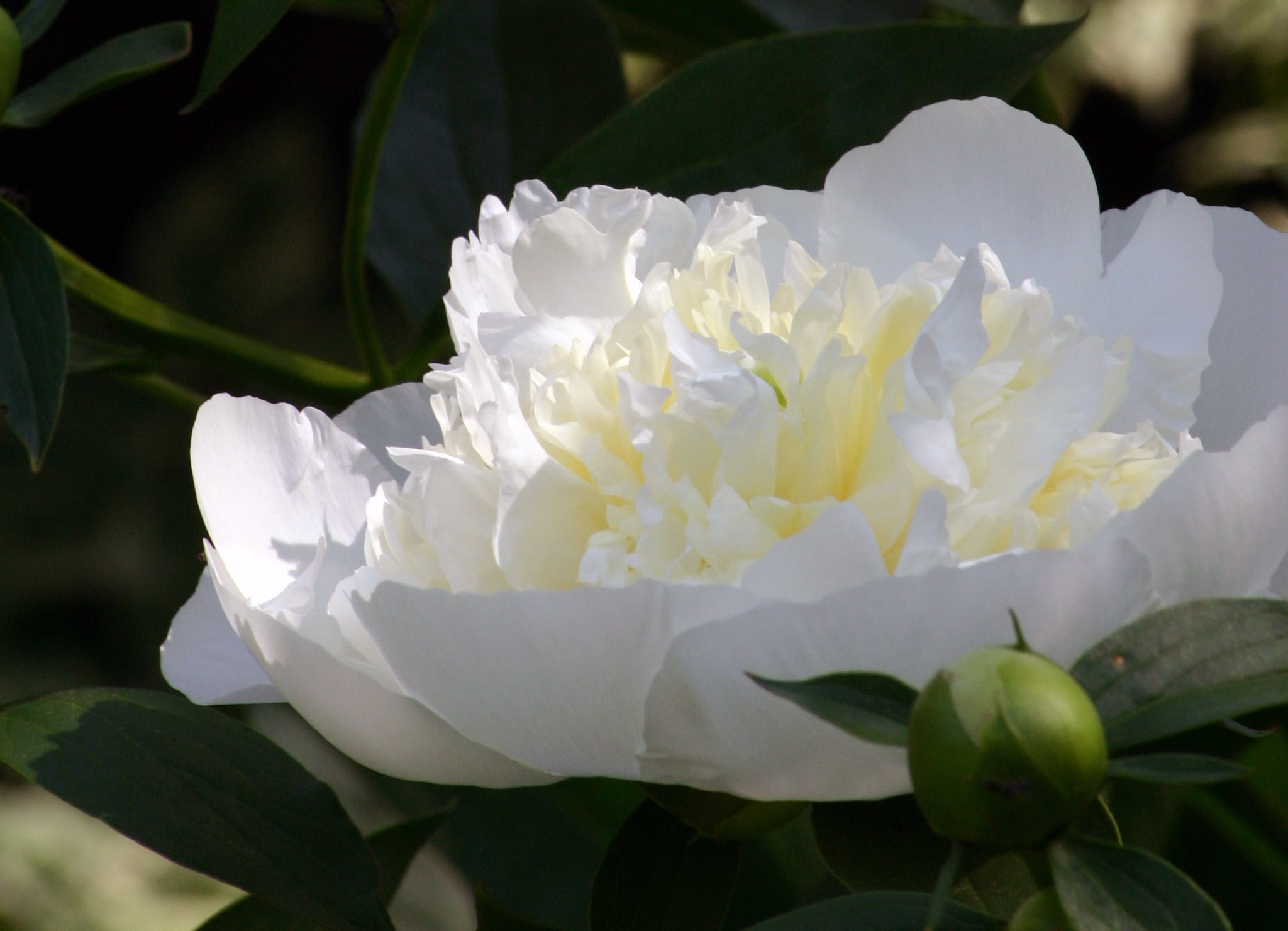 vulnerability, leaf, botanic, fortune, beauty in nature, peony, flower, garden, day, indiana, delicate, perennial, blossom, springtime, closeup, prosperity, HD Wallpaper