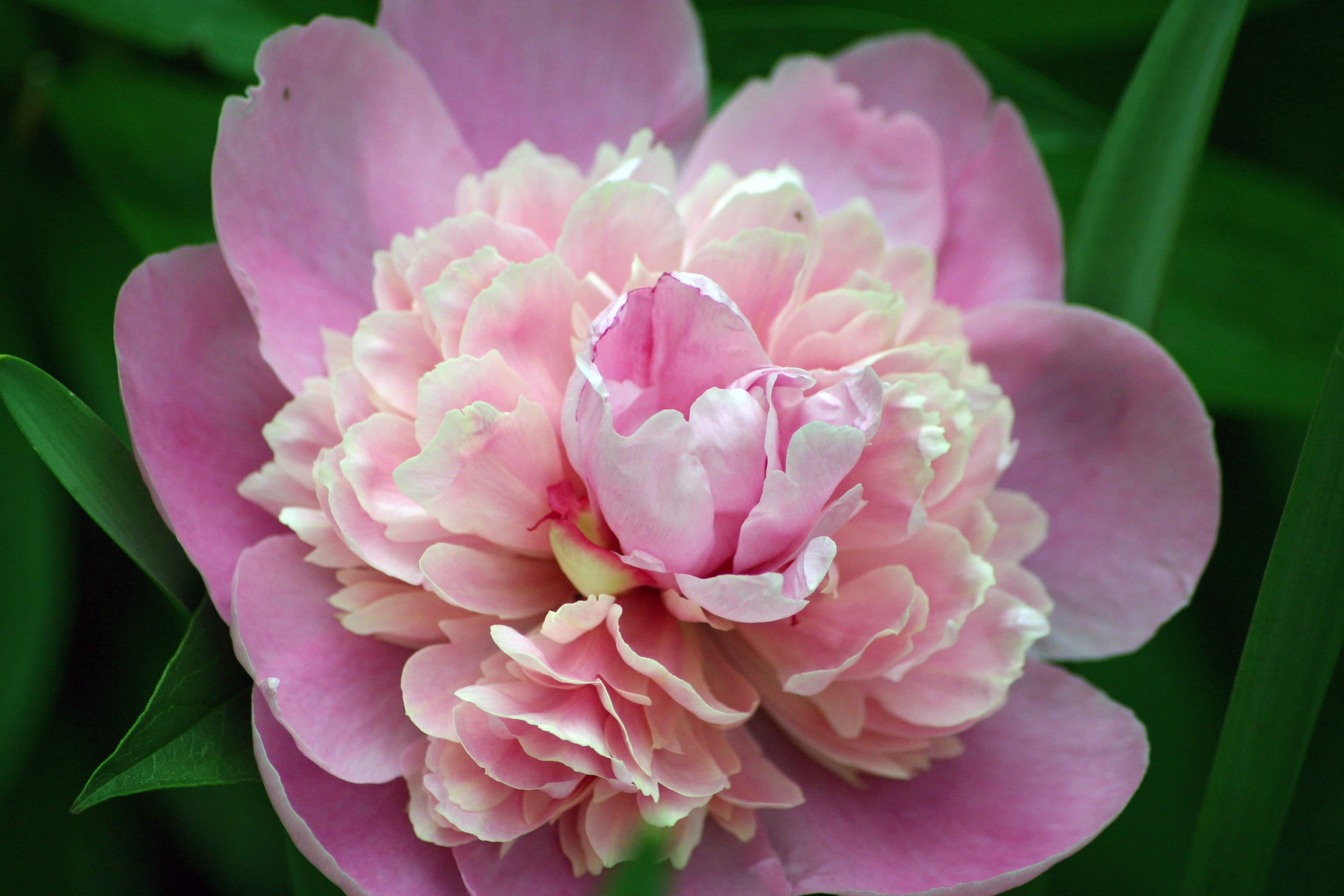 flora, fortune, day, happy, vulnerability, flowering plant, no people, peony, single, prosperity, romance, beauty in nature, flower, fragility, focus on foreground, HD Wallpaper